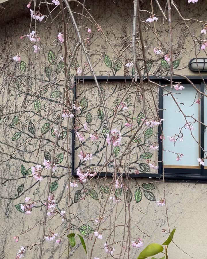 のインスタグラム：「🙄我が家の桜咲き始め宣言🌸いつもより2〜3週間早い気がします🤔 Cherry blossoms are 2〜3 weeks early this year 🤔🙄  #桜 #cherryblossom」