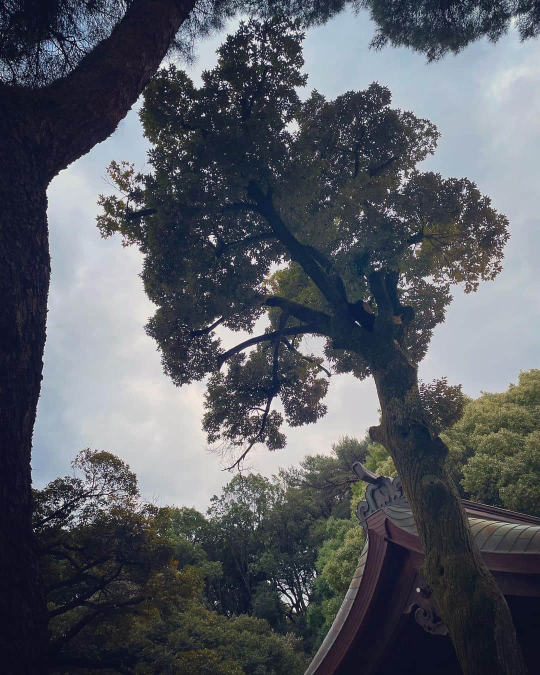 住吉美紀のインスタグラム：「#週末の景色 2 #心満ちる #縁」