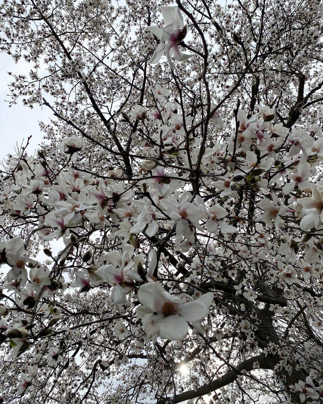 高岡早紀 さんのインスタグラム写真 - (高岡早紀 Instagram)「おはよう。 今朝の散歩。 ハクモクレンの花に癒されました。」3月13日 8時48分 - saki_takaoka