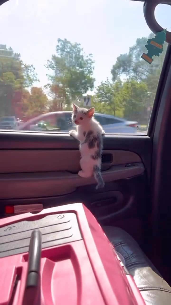 Cute Pets Dogs Catsのインスタグラム：「This is the most emotional thing I’ve ever seen in my life 🥺🥰💗😻😻  Credit: awesome mossycowboy (TikTok) Check them out ☺️  ** For all crediting issues and removals pls 𝐄𝐦𝐚𝐢𝐥 𝐮𝐬 ☺️  𝐍𝐨𝐭𝐞: we don’t own this video/pics, all rights go to their respective owners. If owner is not provided, tagged (meaning we couldn’t find who is the owner), 𝐩𝐥𝐬 𝐄𝐦𝐚𝐢𝐥 𝐮𝐬 with 𝐬𝐮𝐛𝐣𝐞𝐜𝐭 “𝐂𝐫𝐞𝐝𝐢𝐭 𝐈𝐬𝐬𝐮𝐞𝐬” and 𝐨𝐰𝐧𝐞𝐫 𝐰𝐢𝐥𝐥 𝐛𝐞 𝐭𝐚𝐠𝐠𝐞𝐝 𝐬𝐡𝐨𝐫𝐭𝐥𝐲 𝐚𝐟𝐭𝐞𝐫.  We have been building this community for over 6 years, but 𝐞𝐯𝐞𝐫𝐲 𝐫𝐞𝐩𝐨𝐫𝐭 𝐜𝐨𝐮𝐥𝐝 𝐠𝐞𝐭 𝐨𝐮𝐫 𝐩𝐚𝐠𝐞 𝐝𝐞𝐥𝐞𝐭𝐞𝐝, pls email us first. **  #sleepingkitty #instakitties #kittycuddles  #catladylife #catsareawesome  #catsareawesome #catsarelife #kittenlovers」