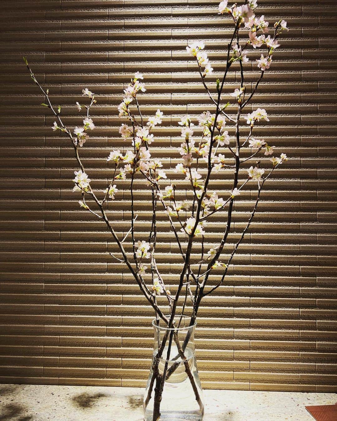 田中理恵さんのインスタグラム写真 - (田中理恵Instagram)「お部屋の桜がほぼ満開🌸 癒されますねぇ〜☺️」3月13日 9時46分 - riiiiiie611