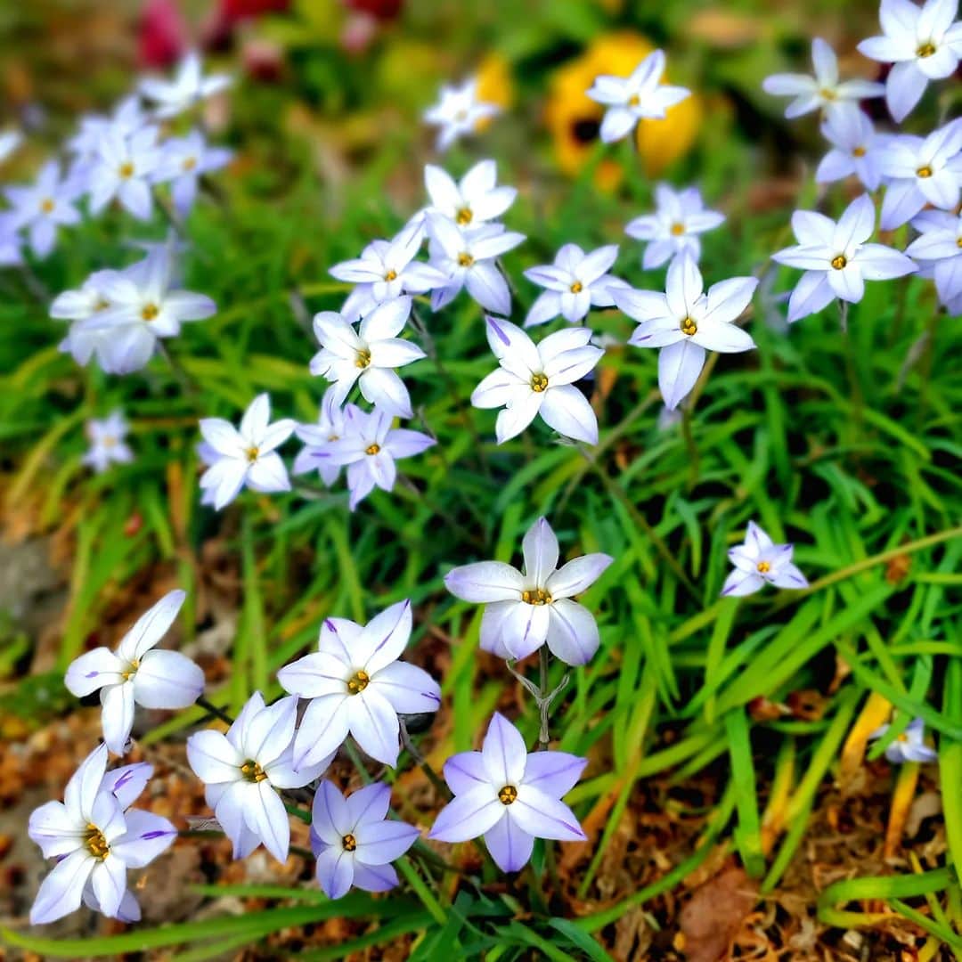 市川笑野さんのインスタグラム写真 - (市川笑野Instagram)「野の花の美しさ、 いよいよ春ですね！」3月13日 11時20分 - emino.i
