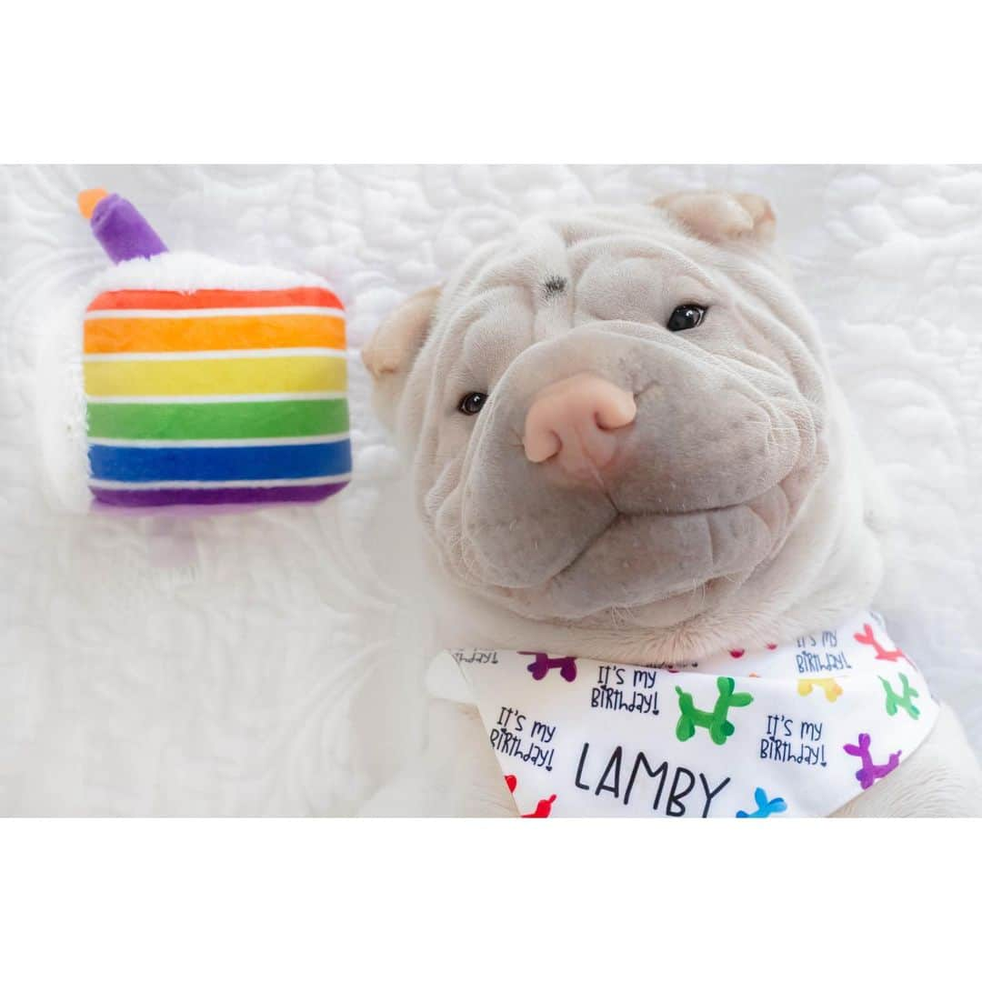 annie&pADdinGtoNさんのインスタグラム写真 - (annie&pADdinGtoNInstagram)「HapPEi Birthday Lamby ❤️🧡💛💚💙💜 🎈 #5 #lambington #birthdayboy #sharpei #sharpeisofinstagram #dog #dogs #dogsofinstagram #doglover #instagood #weeklyfluff #instadaily #squishyfacecrew #wrinkles #partytime #cake #dogsofaustralia #iloveyoutothemoonandback」3月13日 11時49分 - anniepaddington