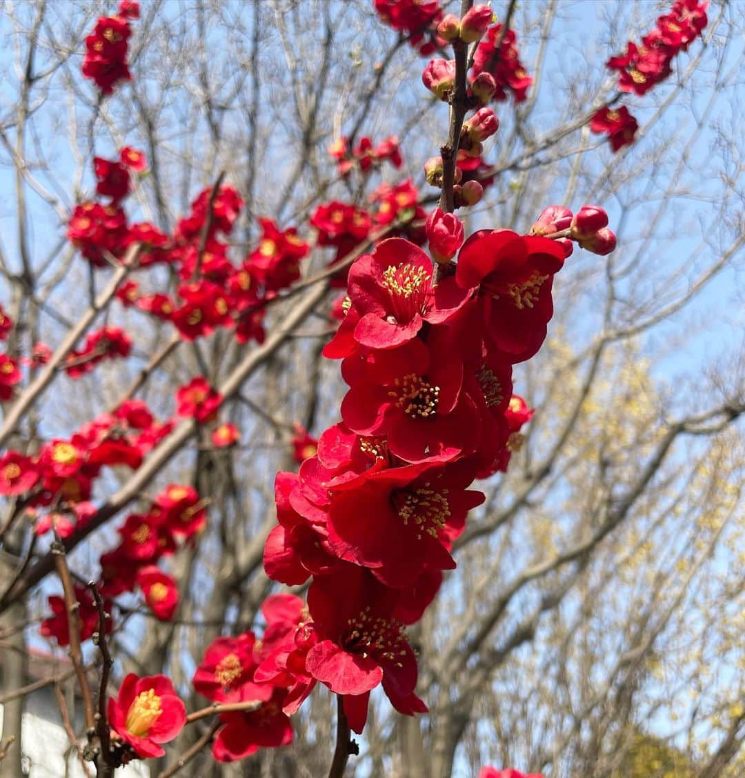 鎌滝えりさんのインスタグラム写真 - (鎌滝えりInstagram)「この一瞬を過ぎたら一生会えないかもしれない、仕事仲間たちと。１秒でも10秒でも30秒でも 自分が役に立てることがあるように、 がんばります。  宝物が大きいと胸がいっぱい。 #木瓜」3月13日 12時35分 - erikamataki