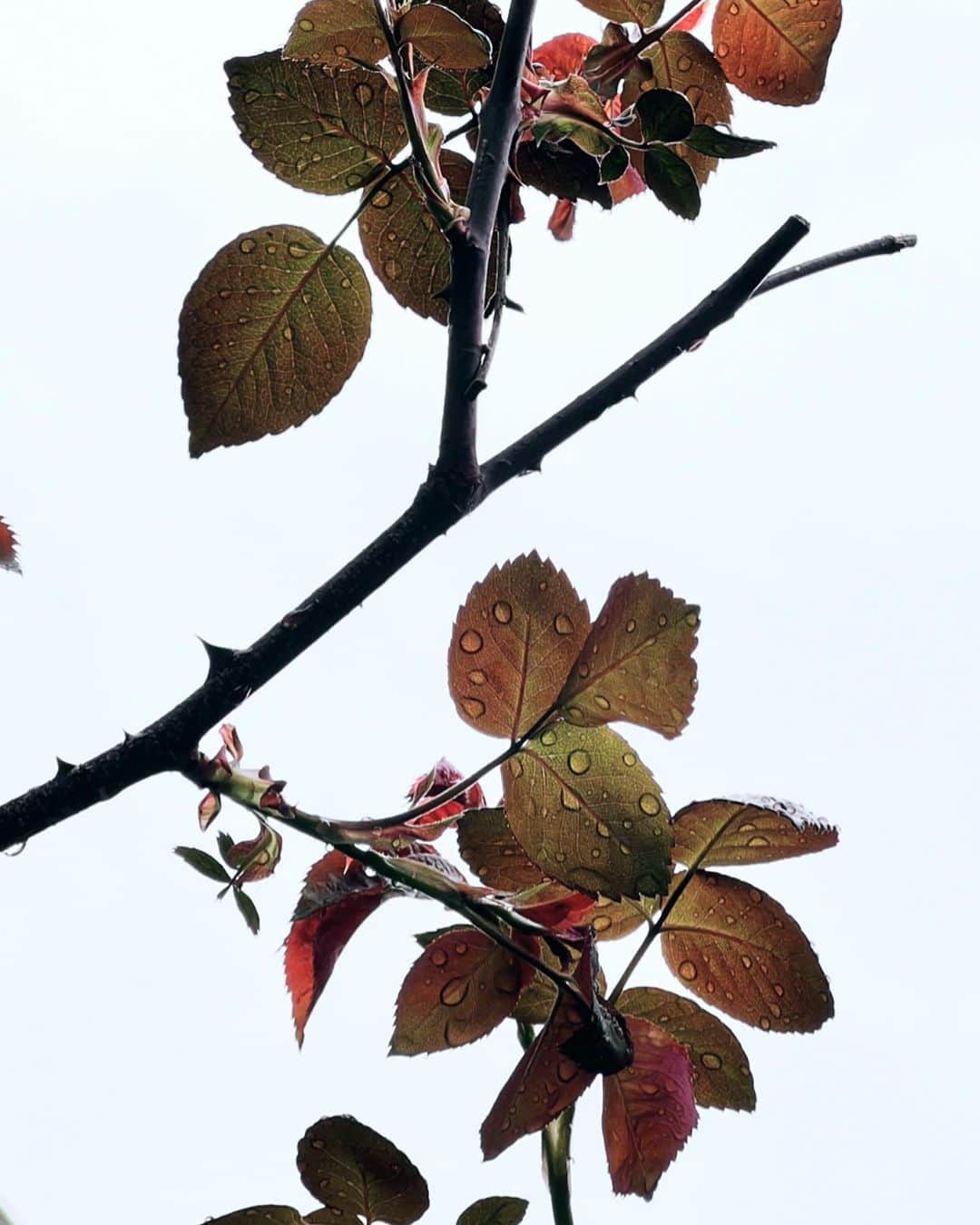 たむらぱんさんのインスタグラム写真 - (たむらぱんInstagram)「濡れた植物を見るのが好きです。 この雫を鼻の奥に注ぎたい。 てのは季節柄🤧の欲望🐽 みなさんは大丈ぶーですか！  #そのへんの木」3月13日 23時50分 - _tamurapan_