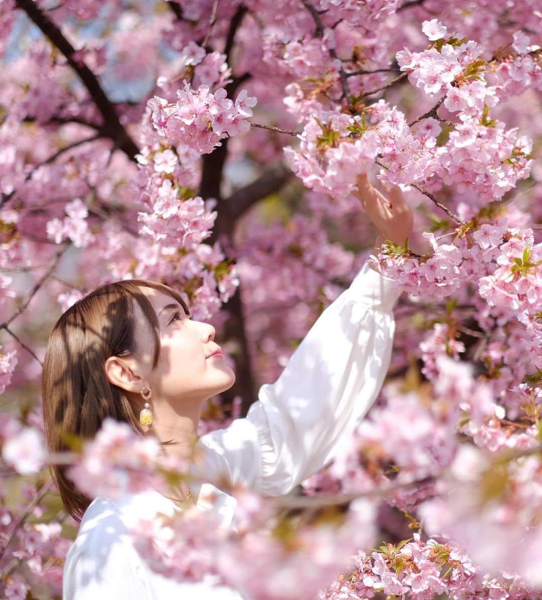 安藤まいのインスタグラム：「満開🌸  #静豊園#河津桜#静豊園の河津桜  #ポートレート#桜ポトレ#春 #福岡観光#ポートレート撮影 #ポートレートしま専科#ポートレートモデル#ポートレート好きな人と繋がりたい #エモい写真が撮りたくて#エモい写真 #日本の風景#日本の景色#キリトリセカイ #春#春色#桜ポートレート」