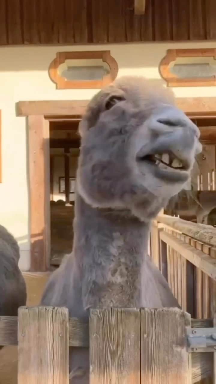 のインスタグラム：「Your first emoji is your reaction! 😄  📸: @stephanie.spain   #animalsofinstagram #animaljam #animallovers #funny #donkeysofinstagram #donkeylove #cutedonkey #donkeyoftheday #cuteanimals」