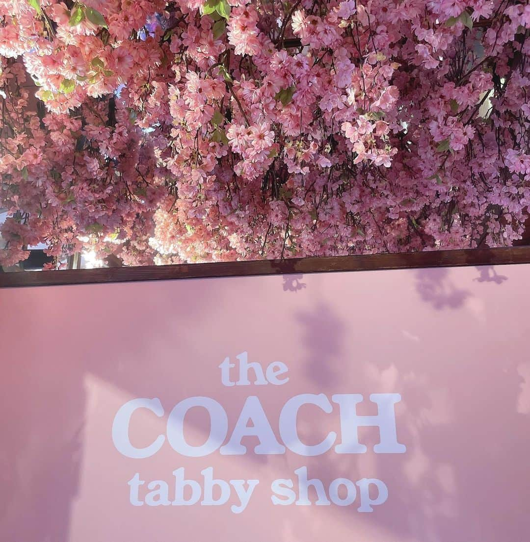 Miku Hirata 平田未来さんのインスタグラム写真 - (Miku Hirata 平田未来Instagram)「the COACH tabby shop（コーチ タビー ショップ）へ行ってきました🌸  お団子食べたり🍡 バッグを見たり ちょっと早めのお花見気分にも🌸  会場内では、「自分らしさ」を表現する、コーチのアイコンバッグ ” Tabby（タビー）”を中心としたアイテムの数々や、オリジナルギフトも💝  桜やソーダ味のお団子おいしかったな🥺  📍 UNKNOWN HARAJUKU（アンノン原宿）  #thecoachtabbyshop #coachbags  #コーチタビー​​ #InMyTabby #CoachJapan #coachpopupstore  #アンノン原宿 #アンノン  #コーチイベント #コーチイベント表参道 #春のイベント #期間限定ポップアップ #春のお花見」3月13日 15時44分 - miku.hirata