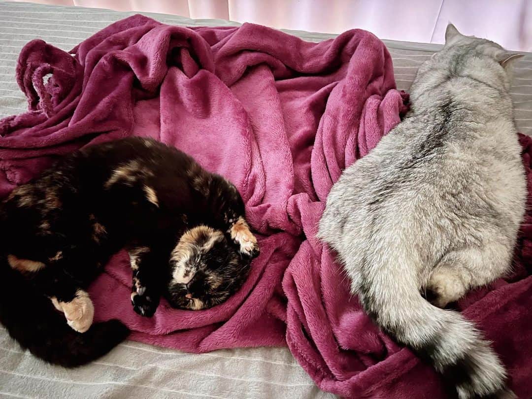のインスタグラム：「かわ🫶❤️💤  #ラテ様 #トティ様 #猫のいる暮らし #猫のいる生活 #猫のいる幸せ #猫のいる風景 #マンチカン #ミヌエット #里親」