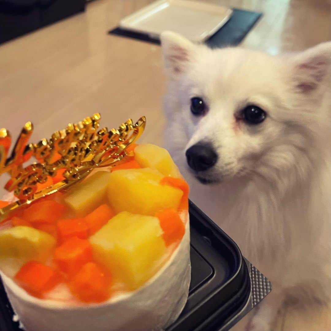 上條唯さんのインスタグラム写真 - (上條唯Instagram)「ハクちん2歳のお誕生日おめでとうかわいい2年も生きててえらいかわいいケーキめっちゃ食べてたかわいいこれからも元気でいてねかわいい . #日本スピッツ #日本スピッツ犬 #日本スピッツ好きと繋がりたい #日本スピッツ協会 #日本スピッツ子犬 #日本スピッツ大好き #japanesespitz #誕生日 #犬用ケーキ #わんこのいる生活 #犬のいる暮らし #犬のいる生活 #dog #dogstagram #doglover #dogbirthday #dogbirthdaycake」3月13日 16時44分 - yui_kamijo
