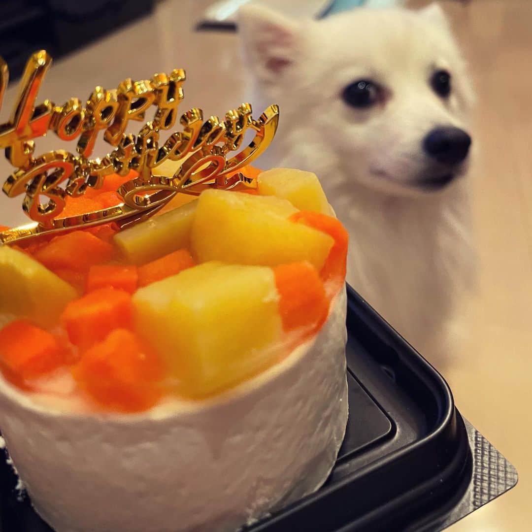 上條唯さんのインスタグラム写真 - (上條唯Instagram)「ハクちん2歳のお誕生日おめでとうかわいい2年も生きててえらいかわいいケーキめっちゃ食べてたかわいいこれからも元気でいてねかわいい . #日本スピッツ #日本スピッツ犬 #日本スピッツ好きと繋がりたい #日本スピッツ協会 #日本スピッツ子犬 #日本スピッツ大好き #japanesespitz #誕生日 #犬用ケーキ #わんこのいる生活 #犬のいる暮らし #犬のいる生活 #dog #dogstagram #doglover #dogbirthday #dogbirthdaycake」3月13日 16時44分 - yui_kamijo