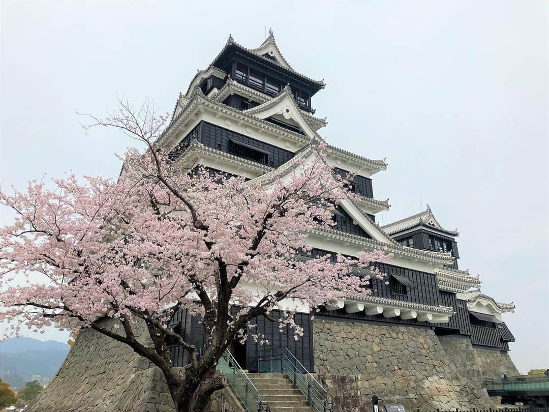 熊本城のインスタグラム：「【熊本城管理ニュース⛑】 ～春の夜間公開について📢～ 熊本城は桜の名所。 熊本城と桜を多くの方に楽しんでいただきたい。 ということで、桜の開花時期に合わせ夜間公開を行います！ 昼と夜、熊本城で花見しませんか？ ※写真は昨年のものです。  【概要】 ・日時 令和5年（2023年）3月24日（金）～4月2日（日） ・内容 ①公開時間の延長 公開時間を20：00まで延長（最終入園19：30）。 また、通常日祝のみの北ルートを土曜日も公開します（17：30以降は平日も公開）。 　南口券売所　  全日9：00～20：00(券売終了19:30) 　 　二の丸券売所　平日8：45～16：00 　　　　　　　（16：00以降は年間入園券販売停止） 　 　北口券売所　平日17：30～20：00、土日9：00～ 20： 　　　　　　　00(券売終了19:30) ※毎日行っている天守閣や長塀のライトアップのほか、特別見学通路などの通路の照明点灯、歩道部分の提灯設置などを行います！  ②行幸坂（車道部分）の夜間一般公開 17：30から行幸坂（車道部分）の一部を20：00まで一般開放し、桜のライトアップを実施。 ※9：00～17：30までは備前堀側の「歩道のみ」通行可。 　17：30～20：00までは車道部分も開放。  ③二の丸駐車場の営業時間延長 営業時間を20：30まで延長（最終入庫19：30）。  ④西出丸通路の開放時間延長 西出丸の通路（二の丸広場から加藤神社まで）を20：30まで開放。  #kumamoto #japan #japantrip #instagood #instagram #kumamotocastle #日本 #熊本 #熊本城 #加藤清正 #日本100名城 #熊本観光 #桜 #sakura #cherryblossom #blossom #おしらせ #夜間公開 #昼も夜も #花見できます #熊本城と桜」