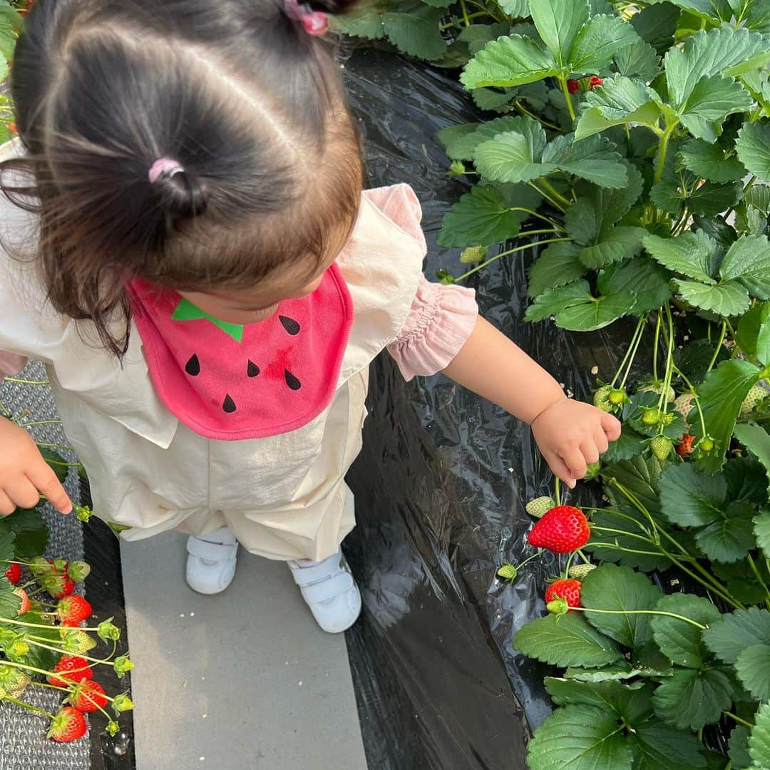 野田彩加さんのインスタグラム写真 - (野田彩加Instagram)「いちご狩りに行ってきたよ🍓 娘は初めてのいちご狩り🤭 いちご大好きなんだけど、いちご狩りがわからないから、食べていいんだよ〜ってのはわからないけど、大好きな🍓がたくさんあるから嬉しそうだった😍 たくさん食べてたよ🍓🍓 #いちご狩り　#strawberry #🍓　#春だね #子連れお出かけ #初めてのいちご狩り」3月13日 18時22分 - aya.205