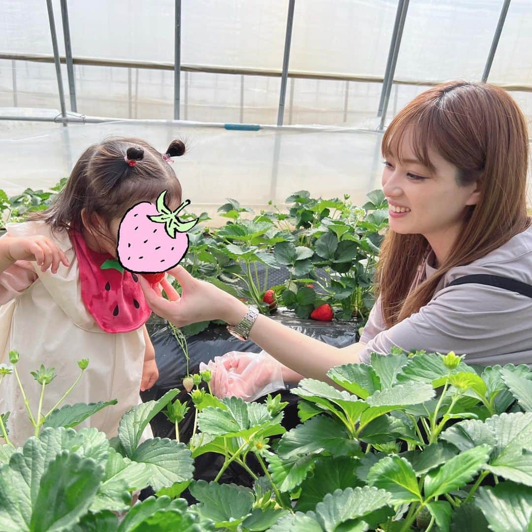 野田彩加さんのインスタグラム写真 - (野田彩加Instagram)「いちご狩りに行ってきたよ🍓 娘は初めてのいちご狩り🤭 いちご大好きなんだけど、いちご狩りがわからないから、食べていいんだよ〜ってのはわからないけど、大好きな🍓がたくさんあるから嬉しそうだった😍 たくさん食べてたよ🍓🍓 #いちご狩り　#strawberry #🍓　#春だね #子連れお出かけ #初めてのいちご狩り」3月13日 18時22分 - aya.205