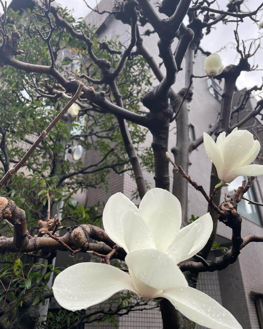 椎名美月さんのインスタグラム写真 - (椎名美月Instagram)「日々折々。」3月13日 18時34分 - mizkiss
