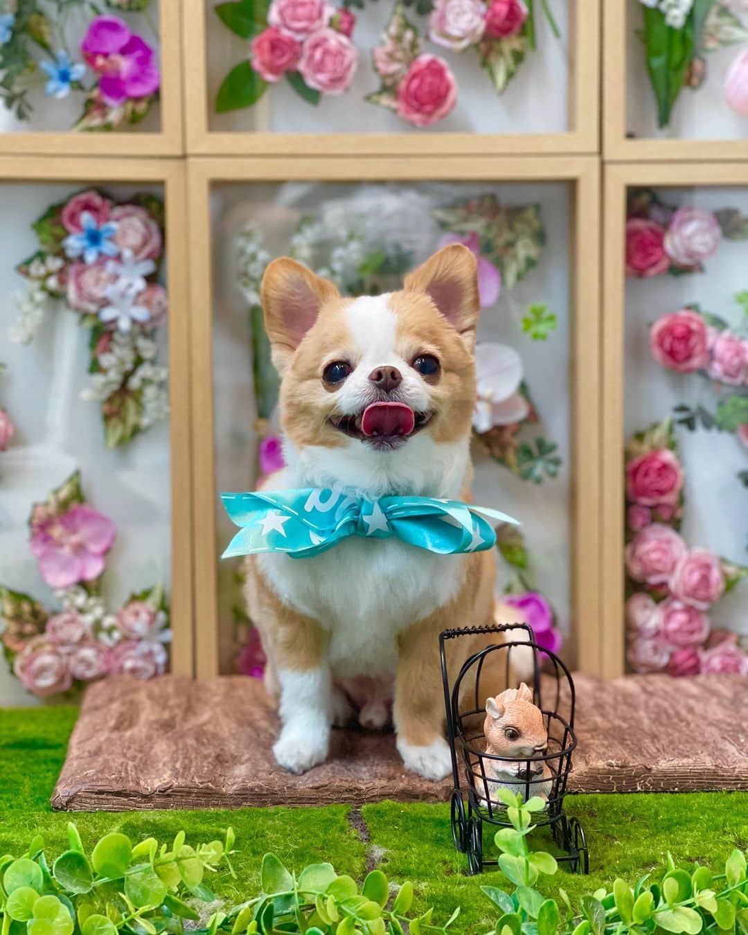 玉ねぎ戦士のインスタグラム：「⁑  GREEN DOGで初めてトリミングしてもらって感激して２回目予約しようとしたら退店してて、インスタで大捜索かけた登内(小金井)さん✂︎  この度トリマーさんから転職されるらしく、ラストトリミングしてもらいに横浜まで行って来ました🐾  今回も本当可愛く変身させてもらえて、フグケツも可愛く整えてくれてありがとうございました🐶💗🐻‍❄️  新しい職場でも活躍するの陰ながら応援してます📣 またいつかトリマーさんで戻ってくる日を待ってますね✨ ・ ・  ※登内(小金井)さん捜索にご尽力頂いた学生時代の後輩の方。 あの時は素敵な縁を繋いでくれてありがとうございました😊  ・ ・ #ラストトリミング」