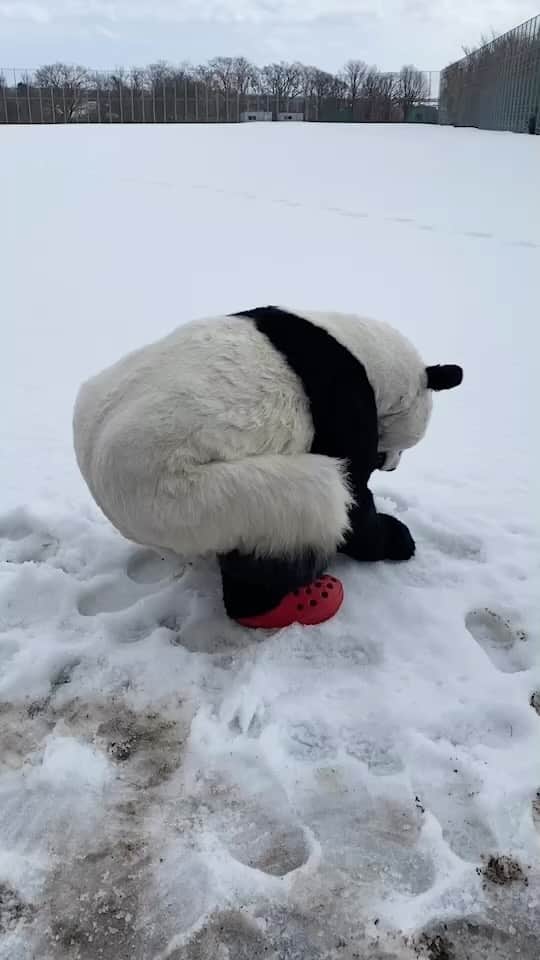 星星（セイセイ）のインスタグラム：「⛄️🐼⛄️🐼 #雪だるまつくーろー   きょうの #ベラベラENGLISHは ...💯 ／ 🌟School life is almost over 🌟学校生活がもうすぐ終わる ＼  雪だるま作った🐼⛄️ #星星の思い出 . #星星 #パンダ #panda #pandagram #パンダ好きな人と繋がりたい #ZIP!」
