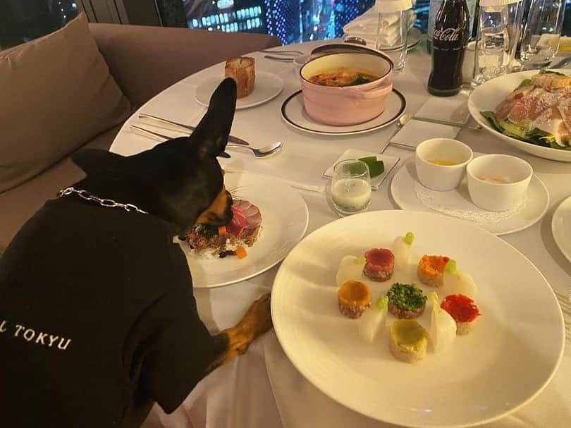 ザ・キャピトルホテル 東急 公式さんのインスタグラム写真 - (ザ・キャピトルホテル 東急 公式Instagram)「「ドッグフレンドリー宿泊プラン」では、オプションにてペットフーディスト監修 “愛犬のルームサービス”をご注文いただけます。わんちゃん用のメニューとともにディナータイム、ご朝食時間をお過ごしいただけるなど、都内でゆっくりとわんちゃんとの旅行をお楽しみいただけます。 #キャピトルドッグフレンド #CapitolPuppyPal のみなさまのご来館お待ちしております。  詳細はプロフィール @thecapitolhoteltokyu のリンクからご確認ください __________  素敵なお写真ありがとうございます！  1. @y0213e 2. @ele0829minipin 3. @ele0829minipin 4. @ele0829minipin 5. @ele0829minipin 6. @ele0829minipin 7. @y0213e __________  #愛犬とお出かけ #愛犬 #愛犬との暮らし #愛犬と旅行 #ホテルステイ #国内旅行 #ドッグフレンドリー #愛犬と一緒 #ドッグウェア #ドッググッズ #dogfriendly #dogstay #dogfriendlyhotel #travelwithdog #travelingwithdogs #ThePreferredLife」3月13日 19時19分 - thecapitolhoteltokyu