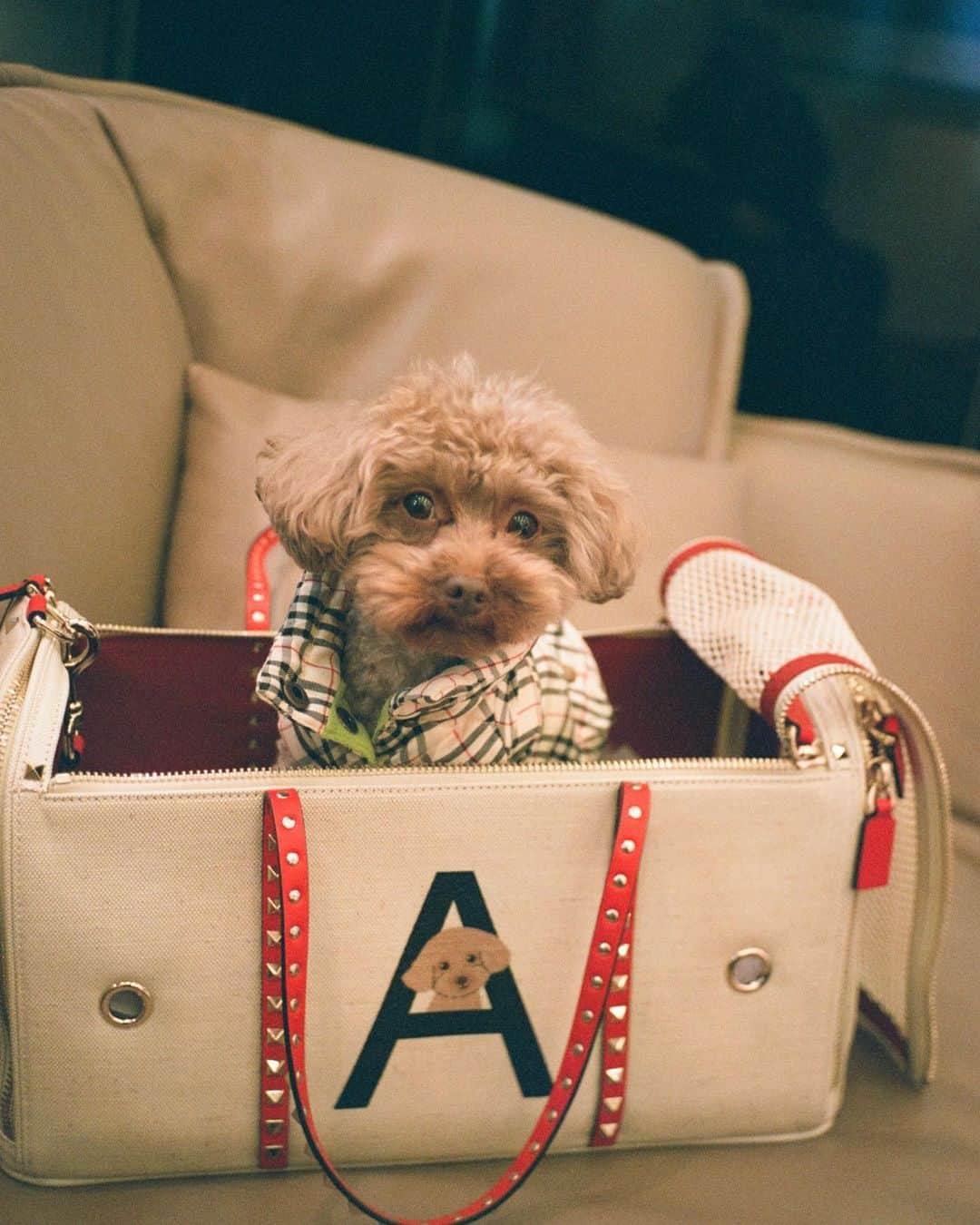 大政絢のインスタグラム：「なちゅの顔入り👜🐶 #rockstudpet  @maisonvalentino   キョトン顔がそっくり🥸  どんな表情もとても愛おしい…🐶」