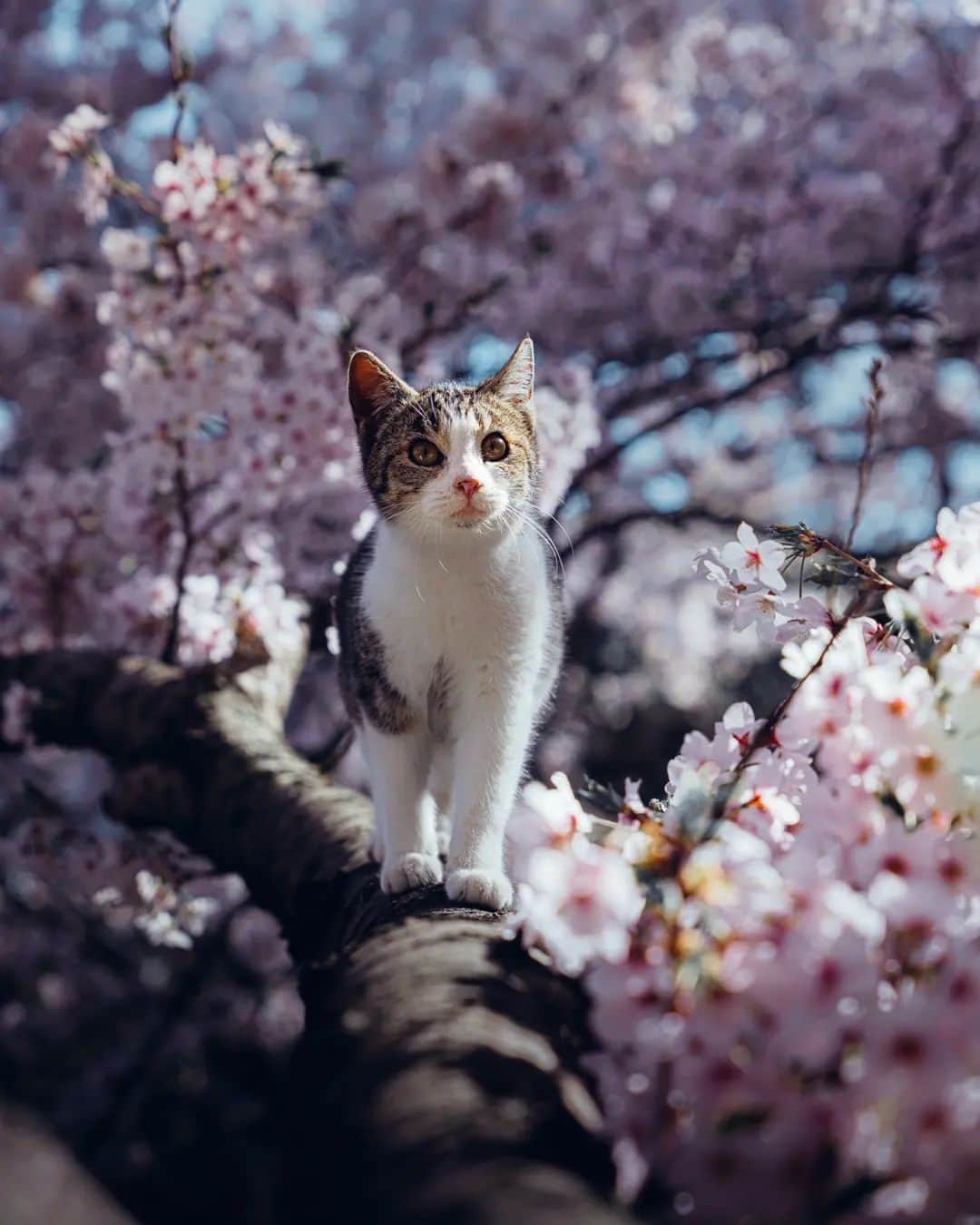 deepskyのインスタグラム：「Hanami Cat  . . Sakura season is coming soon !!  Last year, I bumped into a beautiful cat in a park . It was adorable and friendly to me. I captured itstrolling in a sakura tree, enjoying the full-bloomed cheery blossoms.  . . もう少しで桜の季節ですね！今年は少し早いように感じます。毎年この季節はいろんな地域に桜を追っかけに行きます。昨年は公園でキレイな猫に出会いました。とても写真として気に入ってます。 . #sakura #spring #cherryblossom #photography  #桜 #春 #cat #猫 #lonelyplanet #voyaged #hypebeast  #complexphotos  #sonyalpha  #travel #beautifuldestinations」