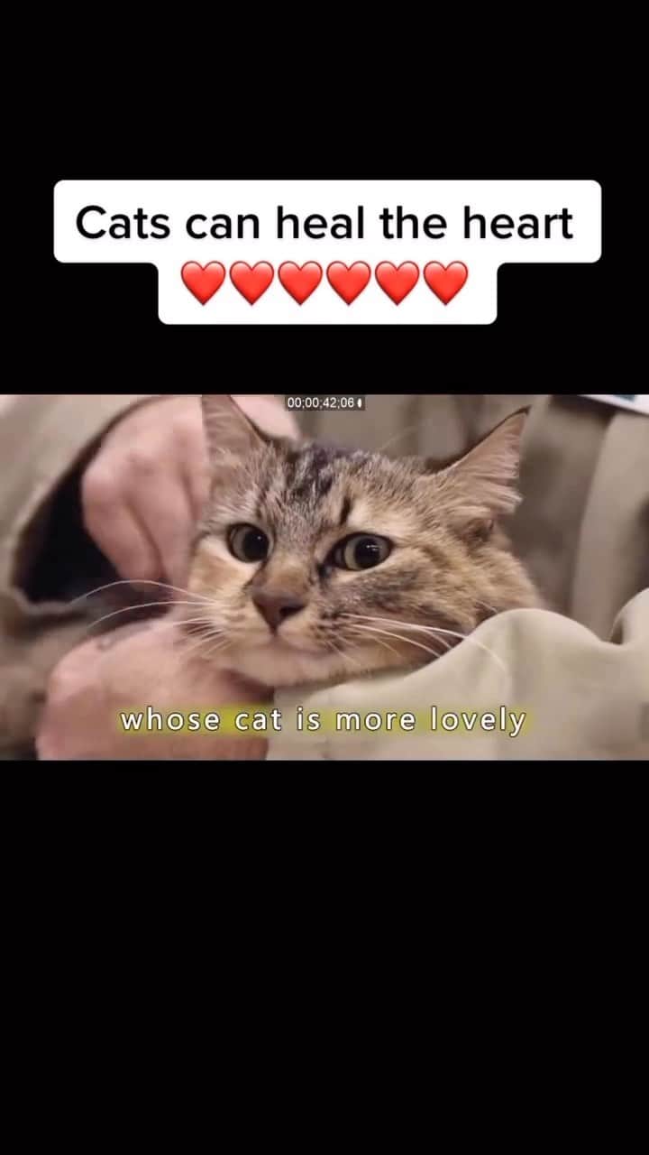 Cute Pets Dogs Catsのインスタグラム：「I’ve heard about this before & the program is doing wonders for them. The majority stay on good behavior cause they can’t bare to be away from their cat 🥺🥰💗😻😻  Credit: awesome tiktokmovie39 (TikTok) Check them out ☺️  ** For all crediting issues and removals pls 𝐄𝐦𝐚𝐢𝐥 𝐮𝐬 ☺️  𝐍𝐨𝐭𝐞: we don’t own this video/pics, all rights go to their respective owners. If owner is not provided, tagged (meaning we couldn’t find who is the owner), 𝐩𝐥𝐬 𝐄𝐦𝐚𝐢𝐥 𝐮𝐬 with 𝐬𝐮𝐛𝐣𝐞𝐜𝐭 “𝐂𝐫𝐞𝐝𝐢𝐭 𝐈𝐬𝐬𝐮𝐞𝐬” and 𝐨𝐰𝐧𝐞𝐫 𝐰𝐢𝐥𝐥 𝐛𝐞 𝐭𝐚𝐠𝐠𝐞𝐝 𝐬𝐡𝐨𝐫𝐭𝐥𝐲 𝐚𝐟𝐭𝐞𝐫.  We have been building this community for over 6 years, but 𝐞𝐯𝐞𝐫𝐲 𝐫𝐞𝐩𝐨𝐫𝐭 𝐜𝐨𝐮𝐥𝐝 𝐠𝐞𝐭 𝐨𝐮𝐫 𝐩𝐚𝐠𝐞 𝐝𝐞𝐥𝐞𝐭𝐞𝐝, pls email us first. **  #sleepingkitty #instakitties #kittycuddles  #catladylife #catsareawesome  #catsareawesome #catsarelife #kittenlovers」