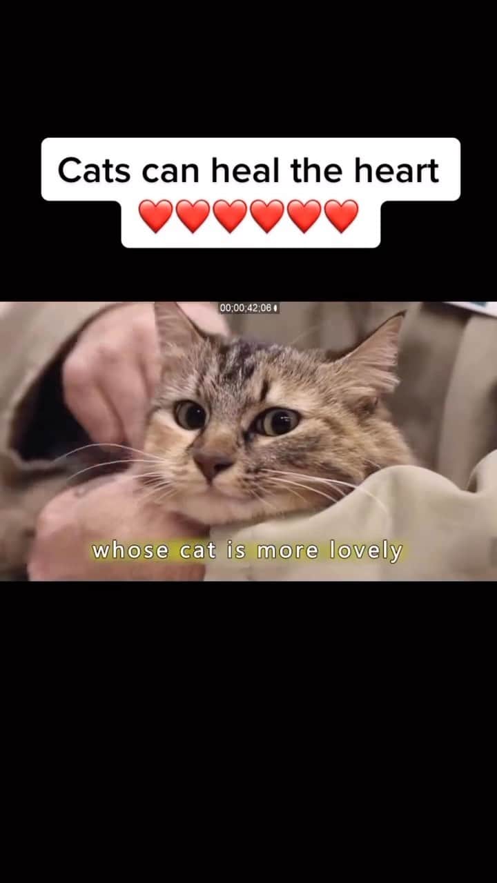 のインスタグラム：「I’ve heard about this before & the program is doing wonders for them. The majority stay on good behavior cause they can’t bare to be away from their cat 🥺🥰💗😻😻  Credit: awesome tiktokmovie39 (TikTok) Check them out ☺️  ** For all crediting issues and removals pls 𝐄𝐦𝐚𝐢𝐥 𝐮𝐬 ☺️  𝐍𝐨𝐭𝐞: we don’t own this video/pics, all rights go to their respective owners. If owner is not provided, tagged (meaning we couldn’t find who is the owner), 𝐩𝐥𝐬 𝐄𝐦𝐚𝐢𝐥 𝐮𝐬 with 𝐬𝐮𝐛𝐣𝐞𝐜𝐭 “𝐂𝐫𝐞𝐝𝐢𝐭 𝐈𝐬𝐬𝐮𝐞𝐬” and 𝐨𝐰𝐧𝐞𝐫 𝐰𝐢𝐥𝐥 𝐛𝐞 𝐭𝐚𝐠𝐠𝐞𝐝 𝐬𝐡𝐨𝐫𝐭𝐥𝐲 𝐚𝐟𝐭𝐞𝐫.  We have been building this community for over 6 years, but 𝐞𝐯𝐞𝐫𝐲 𝐫𝐞𝐩𝐨𝐫𝐭 𝐜𝐨𝐮𝐥𝐝 𝐠𝐞𝐭 𝐨𝐮𝐫 𝐩𝐚𝐠𝐞 𝐝𝐞𝐥𝐞𝐭𝐞𝐝, pls email us first. **  #sleepingkitty #instakitties #kittycuddles  #catladylife #catsareawesome  #catsareawesome #catsarelife #kittenlovers」