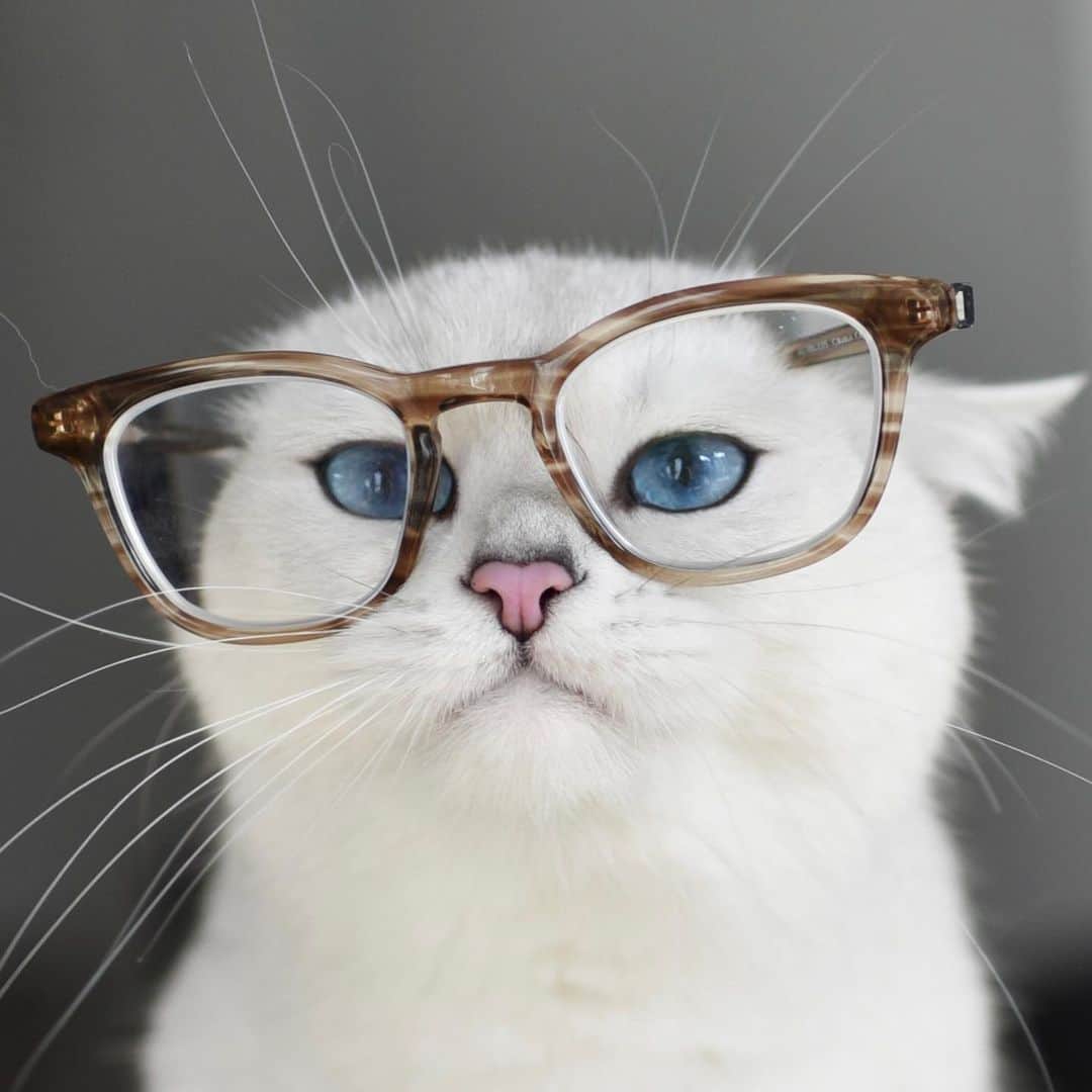 コビーさんのインスタグラム写真 - (コビーInstagram)「We’re gonna need more tuna human. Trust me, I’m wearing glasses.」3月13日 20時54分 - cobythecat
