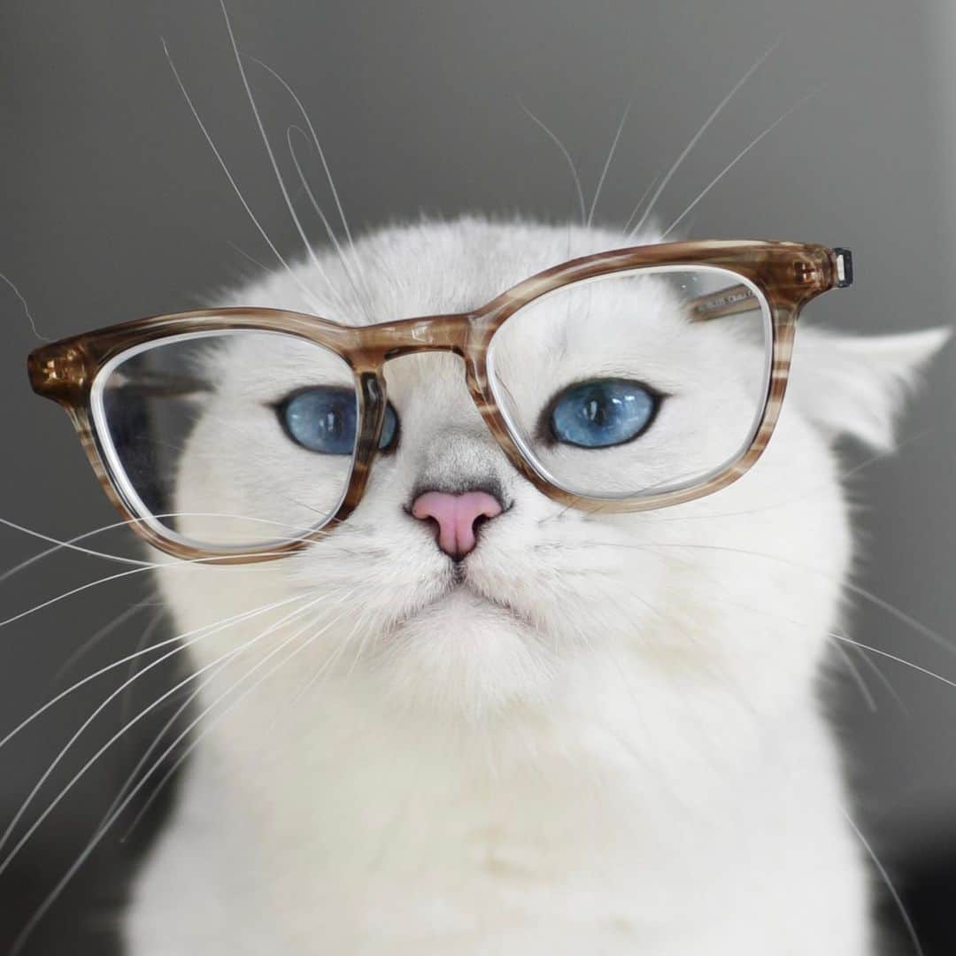 のインスタグラム：「We’re gonna need more tuna human. Trust me, I’m wearing glasses.」