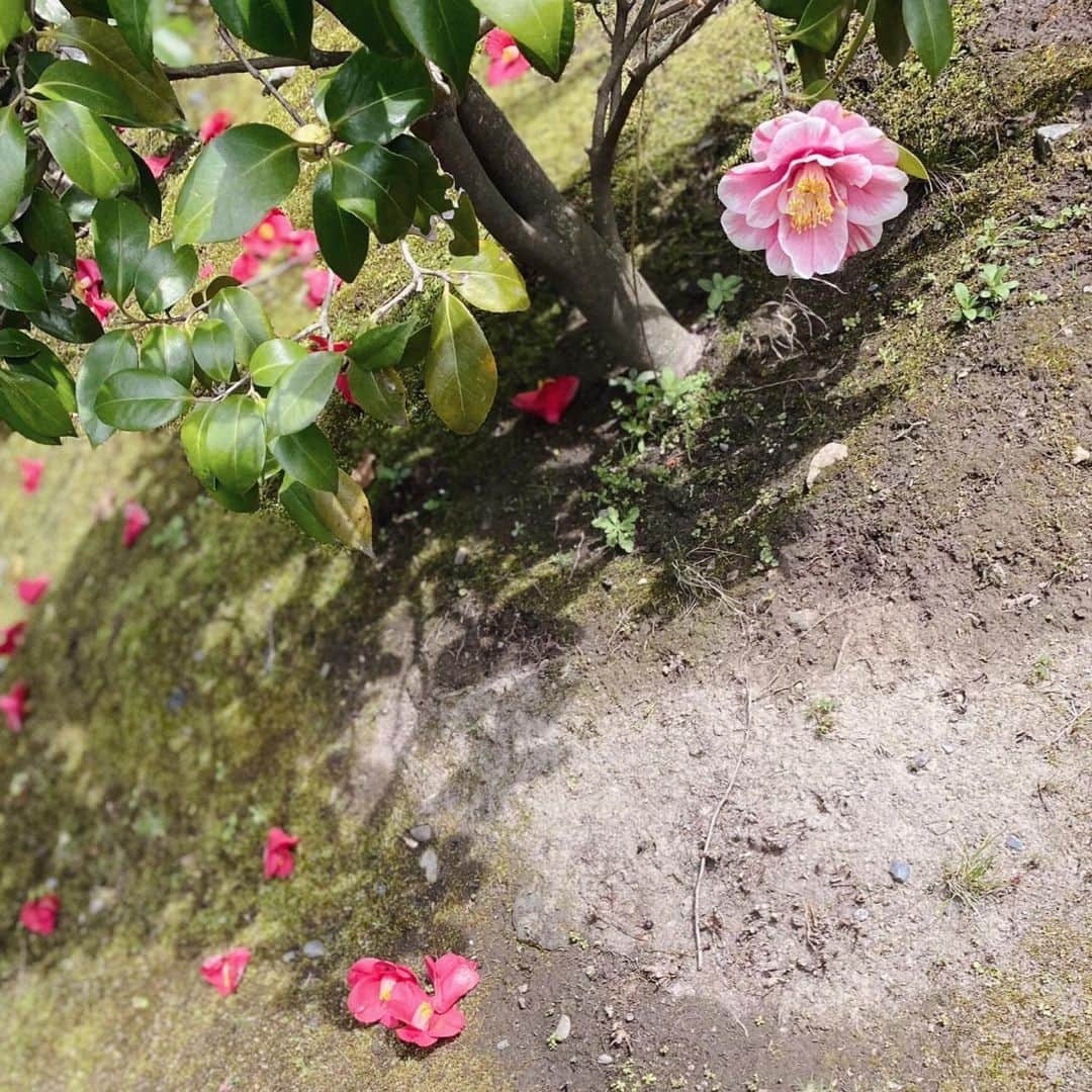 Yuka Kaedeさんのインスタグラム写真 - (Yuka KaedeInstagram)「. . 「光源氏」  数十種類もあるの中で 私が一番目に留まった椿  下に一輪だけ咲いていて、 これは遠目から惹きつけられました。  城南宮の椿苑 椿の種類が豊富で、城南宮のパンフレットに 椿図鑑が付いているほど。 . . . . #_asyuka_ #椿 #城南宮 #京都 #camellia #camelliajaponica #flowers  #petal_perfection #petalsandprops #inspiredaily #beautifulpetals #inspiredbypetals #tv_soft #tv_lifestyle #stilllife #still_life_gallery #still_life_mood  #nothingisordinary_ #igersjp」3月13日 21時32分 - _asyuka_