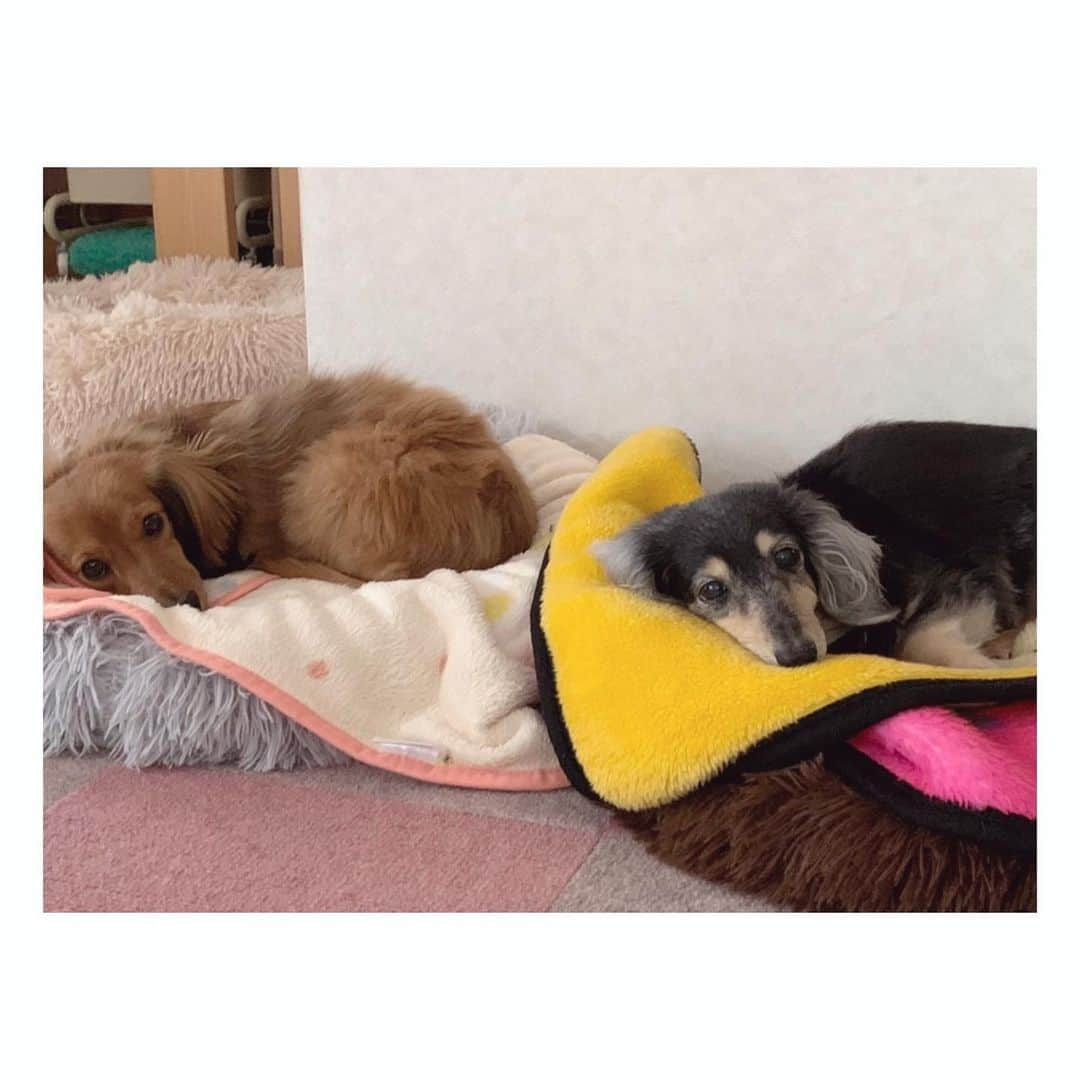 くりかさんのインスタグラム写真 - (くりかInstagram)「#あんりこ 近況🐶🐶♡  最近、実家にお留守番カメラがついたので、 それを見るのが毎日の癒し🤤♡  お留守番してるときにふたり並んで窓の外見てる 後ろ姿とかがもうたまらんのよ。  りこちゃん、ひめちゃんに似てるねって言われるけど、 りこを迎えたのも理由があって、 あんはあんまり他のわんちゃんとも仲良くなれない タイプなんやけど、ひーちゃんが亡くなってから ひーちゃんと同じブラウンのダックスの子がいると すっごい自分から近づいていったりめっちゃ見てたりしたんやって。 ひーちゃん探してたのかなぁ🐕  だから、ブラウンのダックスの子やったらあんも受け入れてくれるかなぁと思って家族になってくれたのがりこ🤎  ほんで、りこ全然吠えへんのやけど、最近1回急に吠えたらしい！ めっちゃ可愛いワン！！ 想像するだけでにやける！  徐々にわがまま言ってくれるようになってくれてるのかなぁってママが言ってたよ。♡  そんなあんりこの話しとりますが、今日はひーちゃんが亡くなって1年の日🌸  ひーちゃん見送って実家からこっち帰ってくる新幹線で、ほんまこれ立ち直れるんやろかって泣きながら帰ってきたのももう1年前なのかぁ。 今もたまに泣いちゃうけど、ほんっっっんまにかっっっっわいかったなぁって、あいかわらず親バカです🐶🐶🐶🫶  あと、最近実家にひめクッションが届きました♡  40cmにしてみたけど、あんよりちょっと大きいのかなぁ。  あんとりこ身長なんぼやろ、今度はかってみよ。  今日は、いつも以上にいっぱいひーちゃんを想って過ごした1日でした🌸  #ひめあん #ひめあんりこ #保護犬 #保護犬を家族に」3月13日 21時59分 - kurika_ayumikurikamaki