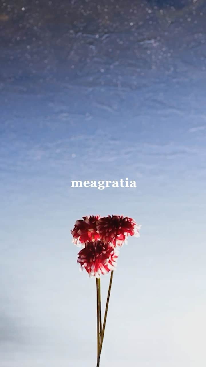 メアグラーティアのインスタグラム：「meagratia 23FW Collection  - Reflection -  静寂を水面に映してゆらめく朝霧の湖。 北の風に導かれどこまでも続く乾いた道をゆっくり進んでいく。 まどろみの中木々の息吹に身をまかせ見つめる対の面影。 そこにあるはずの曖昧な線が鳥とともに深く遠く語りかける。 瑠璃色の波紋がゆらゆらと巡り、やわらかな光が霞んだ空を満たし始めた。  Art Direction：Miharu Fujii @hukuwarai_tokyo2020  Styling : @makikimura1226  Flower Artist : @yukarisatoflower  Photographer： @daisuke.ssk  Hair： @kazhironaka  Make-up： @maki_iii  Model： Guillaume (DONNA), @linasuenaert (DONNA)  Photographer Assistant：Tomoki Umeda Sound Design： @koizumi_takumi_gerais (roph recordings / rockwell product shop) Music ：Dancing in Twilight / @linnmori , Evening Electronic / sons ofu MD： @bay_seki  Production / Casting： @takahiro_kudose @teeny_ranch_  Designer : @takafumi_sekine  #meagratia #23fw」