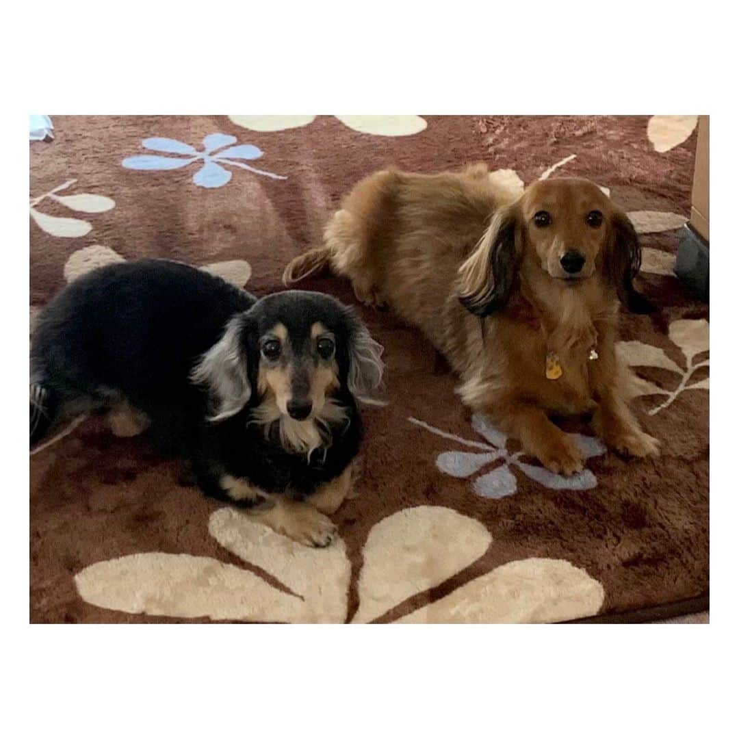 くりかのインスタグラム：「#あんりこ 近況🐶🐶♡  最近、実家にお留守番カメラがついたので、 それを見るのが毎日の癒し🤤♡  お留守番してるときにふたり並んで窓の外見てる 後ろ姿とかがもうたまらんのよ。  りこちゃん、ひめちゃんに似てるねって言われるけど、 りこを迎えたのも理由があって、 あんはあんまり他のわんちゃんとも仲良くなれない タイプなんやけど、ひーちゃんが亡くなってから ひーちゃんと同じブラウンのダックスの子がいると すっごい自分から近づいていったりめっちゃ見てたりしたんやって。 ひーちゃん探してたのかなぁ🐕  だから、ブラウンのダックスの子やったらあんも受け入れてくれるかなぁと思って家族になってくれたのがりこ🤎  ほんで、りこ全然吠えへんのやけど、最近1回急に吠えたらしい！ めっちゃ可愛いワン！！ 想像するだけでにやける！  徐々にわがまま言ってくれるようになってくれてるのかなぁってママが言ってたよ。♡  そんなあんりこの話しとりますが、今日はひーちゃんが亡くなって1年の日🌸  ひーちゃん見送って実家からこっち帰ってくる新幹線で、ほんまこれ立ち直れるんやろかって泣きながら帰ってきたのももう1年前なのかぁ。 今もたまに泣いちゃうけど、ほんっっっんまにかっっっっわいかったなぁって、あいかわらず親バカです🐶🐶🐶🫶  あと、最近実家にひめクッションが届きました♡  40cmにしてみたけど、あんよりちょっと大きいのかなぁ。  あんとりこ身長なんぼやろ、今度はかってみよ。  今日は、いつも以上にいっぱいひーちゃんを想って過ごした1日でした🌸  #ひめあん #ひめあんりこ #保護犬 #保護犬を家族に」
