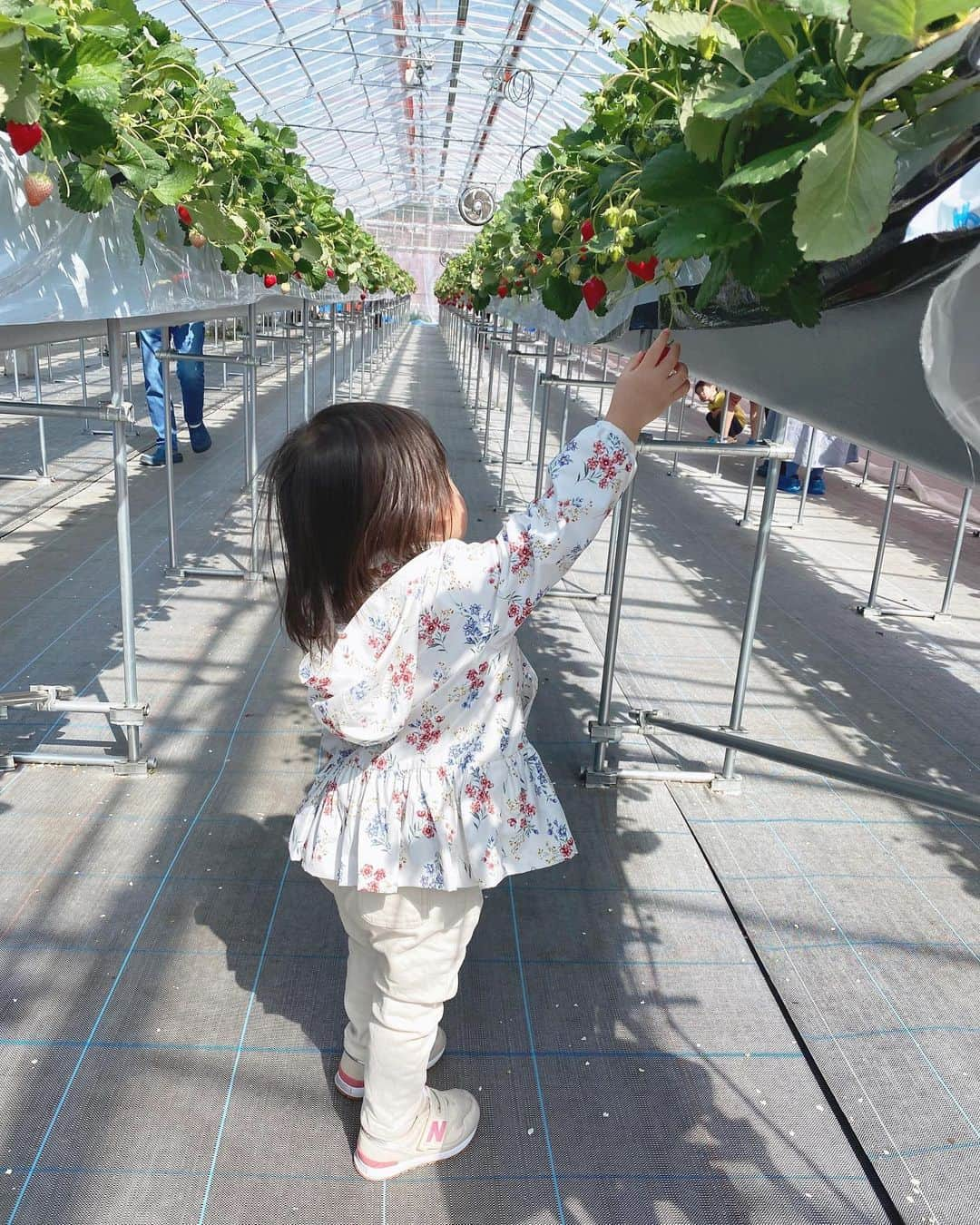 橘知衣代のインスタグラム：「* 家族でいちご狩りへ🍓  娘はいちごが大好きで毎日食べているのですが、たくさんのいちごを見て、『もういっこ！もういっこ！』と、とっても喜んでたくさん食べてました☺️❣️ 採りたてのいちごはとってもあまくてジューシーで美味しかった🍓  可愛すぎたので、シーズン中にもう一度いきたいなぁ🥰🥰  アウターは @petitmain_official のペプラムウィンブレ👚 撥水加工で汚れてもすぐ洗えるのでとっても良きでした👏  #プティマインアンバサダー #プティマイン #プティマインコーデ」