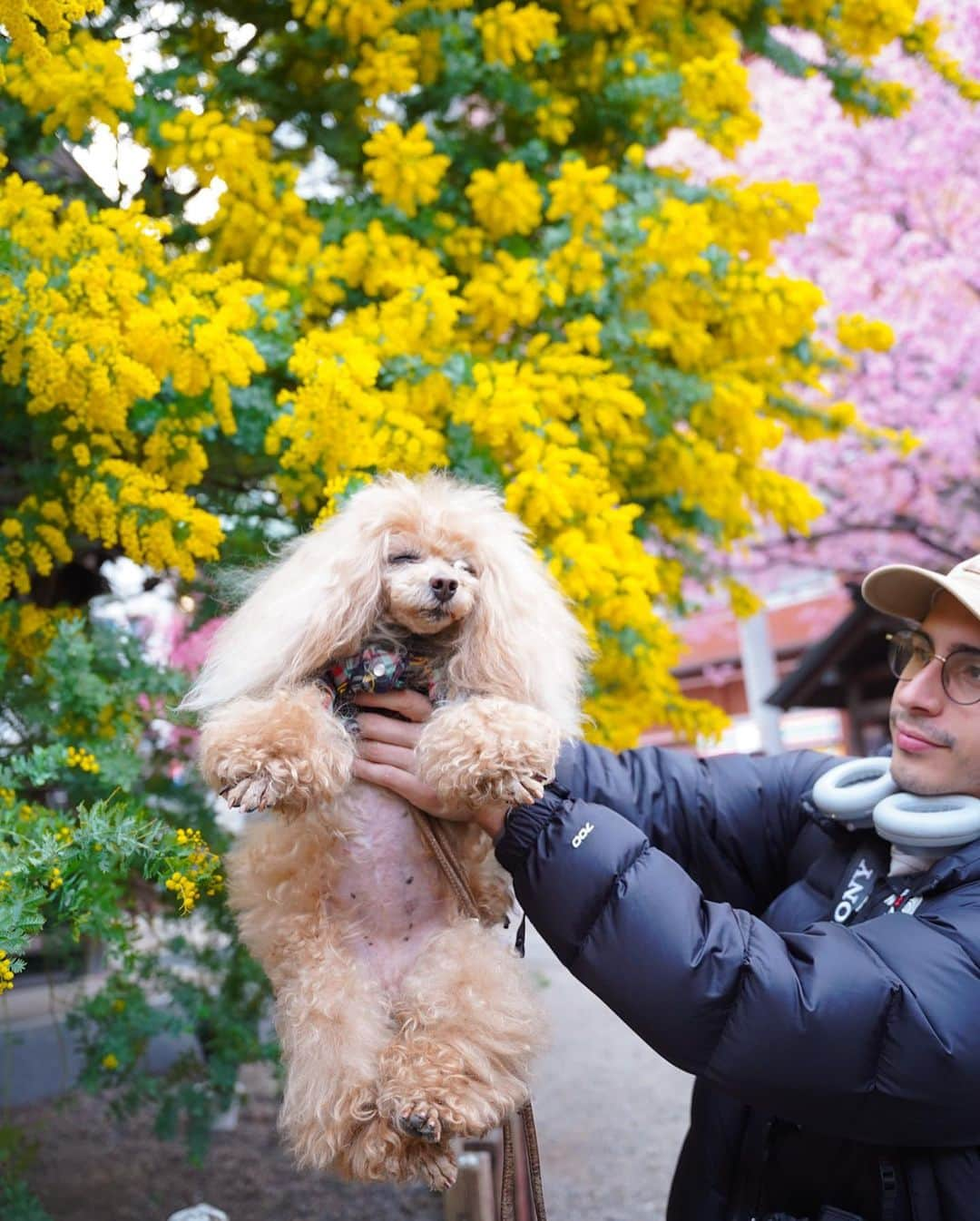 Toypoodle Mikuru?Asakusa Tokyoのインスタグラム：「20230313 Monday. 覚えてますか？みくるです🐶 怒涛の毎日を過ごしている中、みくるんへの家族サービスを怠らず、相変わらずのみくるマターの生活。  あっという間に2月が終わっていた😱 そして3月も半ばに差し掛かろうとしている💦 画像は20230309 Thursday. あさんぽの後、自転車で蔵前まで撮影しに行ってきましたが、午前6時過ぎなのにカメラマンが多い😱 去年はここまで多くなかったのになあ。 お花と🐶を一緒に撮るのも難しい😭  と、いうことで、隣で撮影していた外人さんに みきゅるん抱っこしてもらいました😄 きっと観光客の方でしょうか。 ありがとうございます😄🙏🏻💕 抱っこされたまま寝てしまった みきゅるんでした🤣🤣🤣 滞在時間10分で帰宅🫡  写真もガチで溜まってるので、頑張って更新するぞー🦾 と、毎回言っているような気もするなぁ🤭  #ミモザ #桜 #蔵前 #蔵前神社 #toypoodle#poodle#poodle_playoffs#みくるん#トイプードル#プードル#ワンコなしでは生きて行けません会#貴婦狗 #東京トイプードル #poodlesofinstagram#dogsofinstagram#instadog#cutedog#purapurafamily @i.am.mikuru #토이푸들」