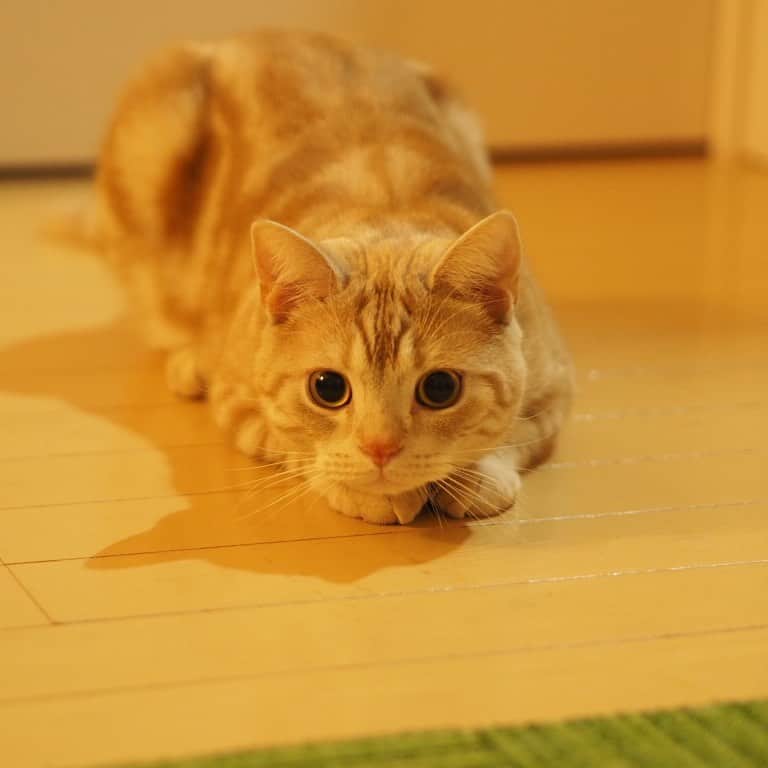 ruiruiのインスタグラム：「じぃ〜っと見てるこっちゃん . . . #虎大朗  #スコティッシュフォールド #猫 #ねこ #にゃんこ #ネコ  #ねこ部 #ふわもこ部  #ねこすたぐらむ #にゃんすたぐらむ #ねこのいる生活 #ねこのいる暮らし #猫好きさんと繋がりたい #猫のいる暮らし #cat #instacat #catstagram  #ilovemycat #instagramcats  #meow #pet #petstagram #catstagram_japan #kitty」