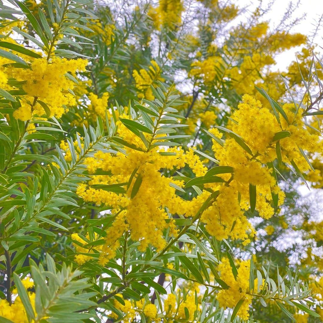 逢沢りなさんのインスタグラム写真 - (逢沢りなInstagram)「ロケ現場に🌼🌼 綺麗に咲いていたので沢山写真撮っちゃいました~‼︎」3月13日 22時28分 - aizawarina0728