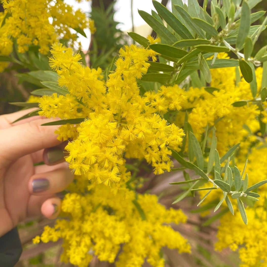 逢沢りなさんのインスタグラム写真 - (逢沢りなInstagram)「ロケ現場に🌼🌼 綺麗に咲いていたので沢山写真撮っちゃいました~‼︎」3月13日 22時28分 - aizawarina0728