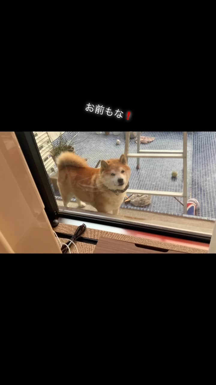 柴犬 たろのインスタグラム：「タロと出会ったのは13年前❤️人生いろいろ   * #shibainu #柴犬」