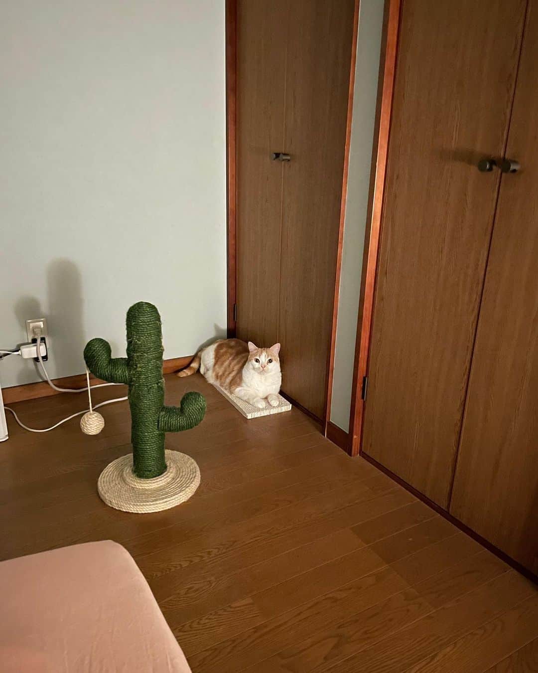 のインスタグラム：「監視がエグい。  #ストーカー気質  #cat #猫 #動物 #happy #funny #american #アメショ #ピクネコ #ペコねこ部 #catlover #instacat #ニャンスタ #にゃんすたぐらむ #pet #animal #面白い #癒し #猫部」