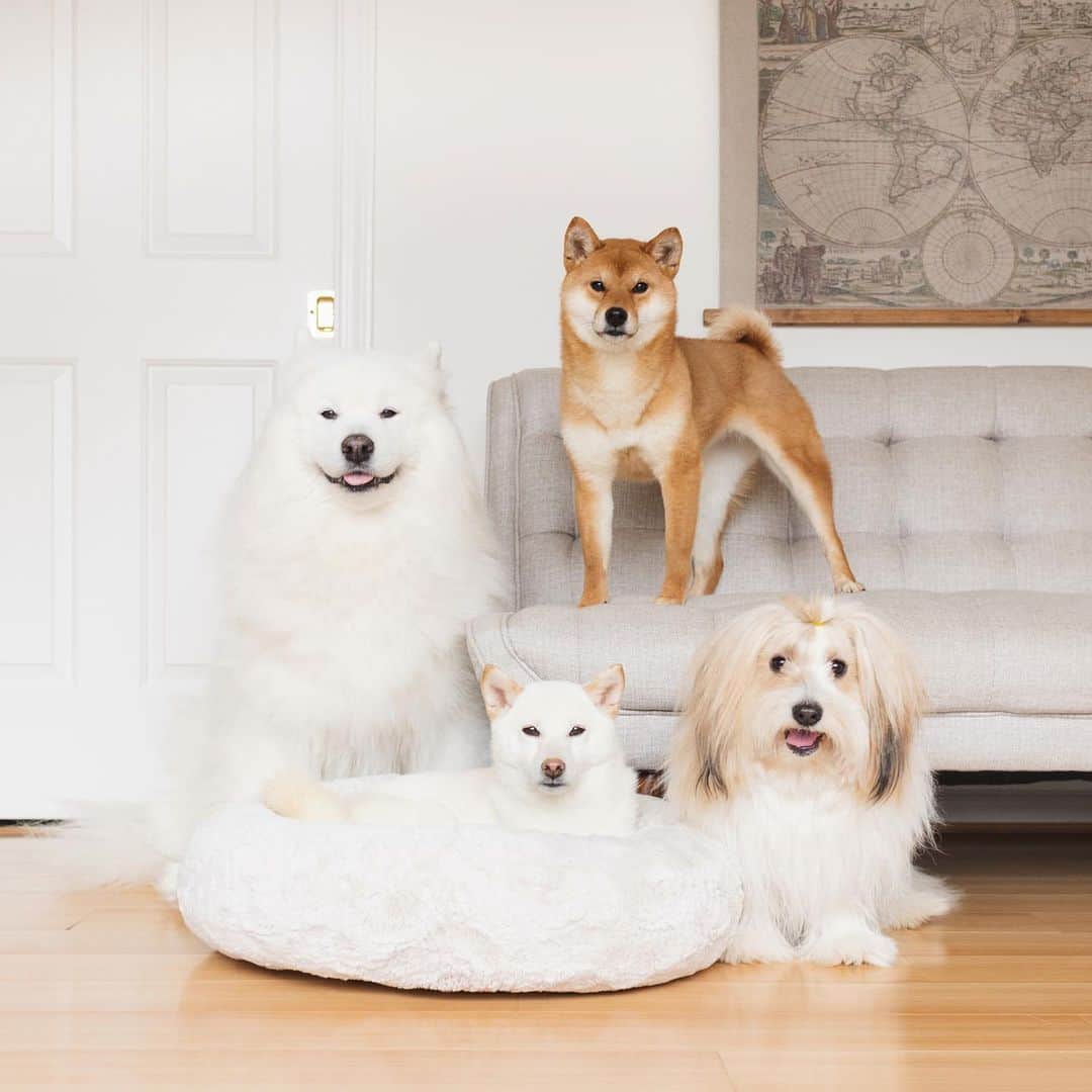 のインスタグラム：「Happy foster news! Our foster dogs Lili and Chloe got adopted - together! 🥰 A nice couple was interested in adopting both Lili and Chloe, so we took Chloe in to see how she got along with Lili. We were happy to see that they loved playing together and even happier that they could likely become sisters! The couple fell in love with them upon meeting them and brought them to their forever home the next day! We’re so elated for them all ❤️ Congratulations, Lili and Chloe! We’ll miss you 🥹」