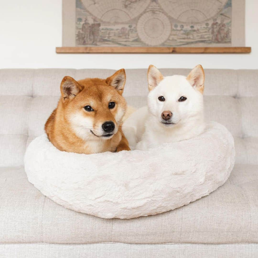 Loki the Corgiさんのインスタグラム写真 - (Loki the CorgiInstagram)「Happy foster news! Our foster dogs Lili and Chloe got adopted - together! 🥰 A nice couple was interested in adopting both Lili and Chloe, so we took Chloe in to see how she got along with Lili. We were happy to see that they loved playing together and even happier that they could likely become sisters! The couple fell in love with them upon meeting them and brought them to their forever home the next day! We’re so elated for them all ❤️ Congratulations, Lili and Chloe! We’ll miss you 🥹」3月14日 8時48分 - lokistagram