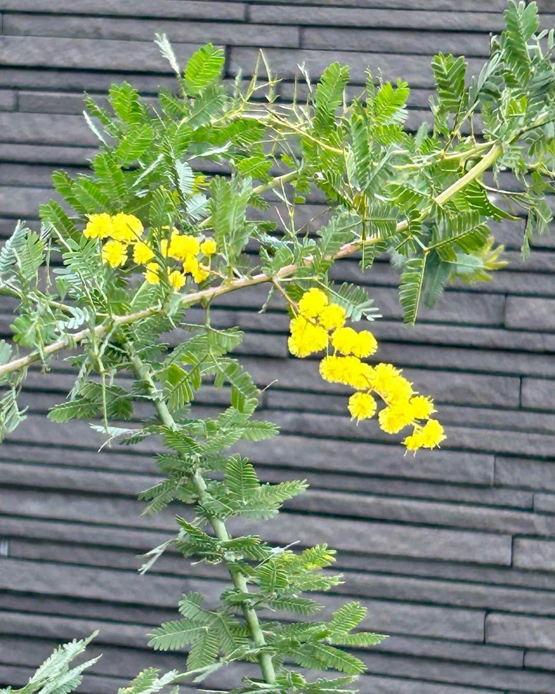 土屋眞弓のインスタグラム：「我家のミモザ まだこれしか咲いていないんです😭 たくさん花が咲くのが待ち遠しい今日この頃🥰  #みもざ  #春」