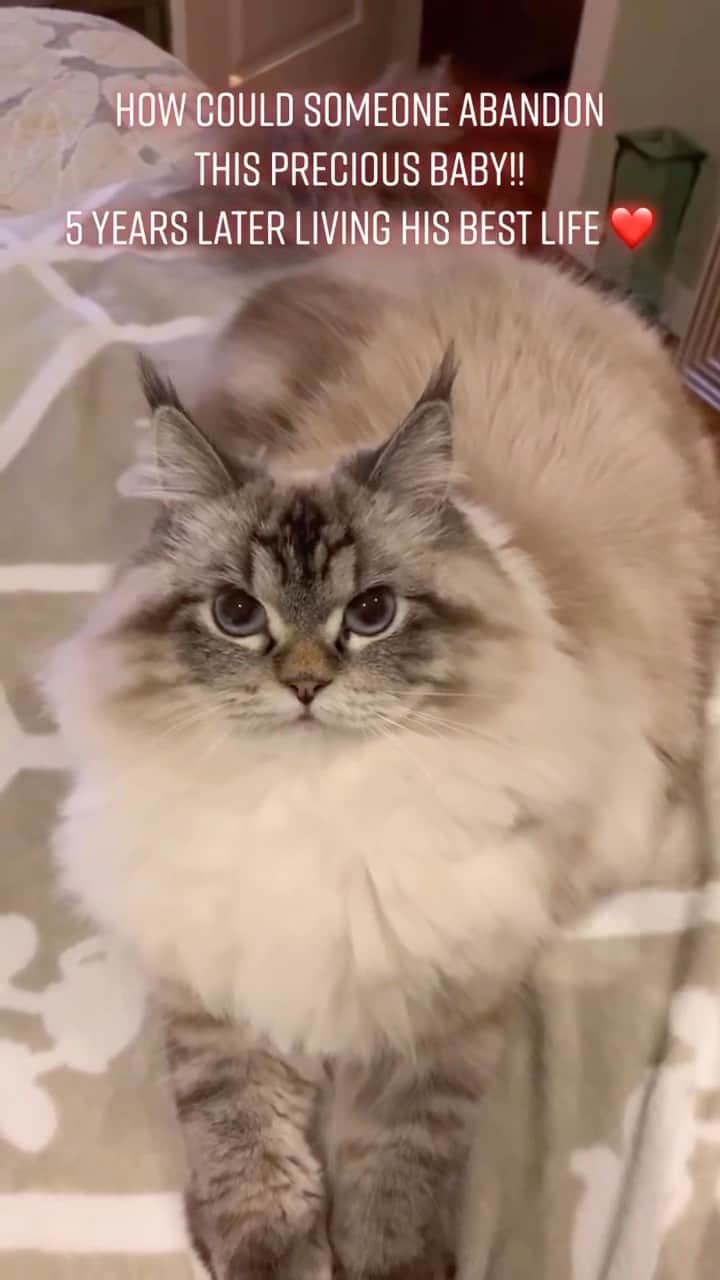 のインスタグラム：「He is now safe and loved forever 🥺🥰💗😻😻  Credit: awesome littleelu (TikTok) Check them out ☺️  ** For all crediting issues and removals pls 𝐄𝐦𝐚𝐢𝐥 𝐮𝐬 ☺️  𝐍𝐨𝐭𝐞: we don’t own this video/pics, all rights go to their respective owners. If owner is not provided, tagged (meaning we couldn’t find who is the owner), 𝐩𝐥𝐬 𝐄𝐦𝐚𝐢𝐥 𝐮𝐬 with 𝐬𝐮𝐛𝐣𝐞𝐜𝐭 “𝐂𝐫𝐞𝐝𝐢𝐭 𝐈𝐬𝐬𝐮𝐞𝐬” and 𝐨𝐰𝐧𝐞𝐫 𝐰𝐢𝐥𝐥 𝐛𝐞 𝐭𝐚𝐠𝐠𝐞𝐝 𝐬𝐡𝐨𝐫𝐭𝐥𝐲 𝐚𝐟𝐭𝐞𝐫.  We have been building this community for over 6 years, but 𝐞𝐯𝐞𝐫𝐲 𝐫𝐞𝐩𝐨𝐫𝐭 𝐜𝐨𝐮𝐥𝐝 𝐠𝐞𝐭 𝐨𝐮𝐫 𝐩𝐚𝐠𝐞 𝐝𝐞𝐥𝐞𝐭𝐞𝐝, pls email us first. **  #sleepingkitty #instakitties #kittycuddles  #catladylife #catsareawesome  #catsareawesome #catsarelife #kittenlovers」