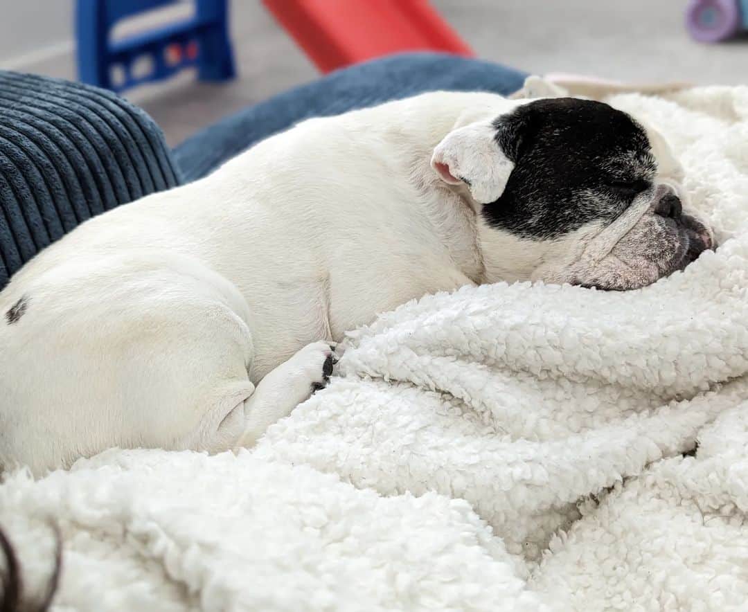 Manny The Frenchieのインスタグラム：「Snow + Monday = naps!」