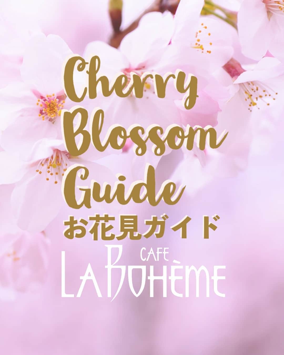 カフェ ラ・ボエムのインスタグラム：「🌸お花見の時期はもうそろそろですね。⁠ お花見の前に（または後に）こちらの店舗はいかがですか？⁠ テイクアウトメニューもございますよ！⁠ The Cherry Blossom season is almost here. Why not include Cafe La Boheme in your cherry blossom viewing plans? Of course you can dine in, but how about ordering from our Take Out Menu instead? Then you can enjoy your meal while sitting under cherry blossoms! Take a look at the guide we’ve created. 🌸⁠」