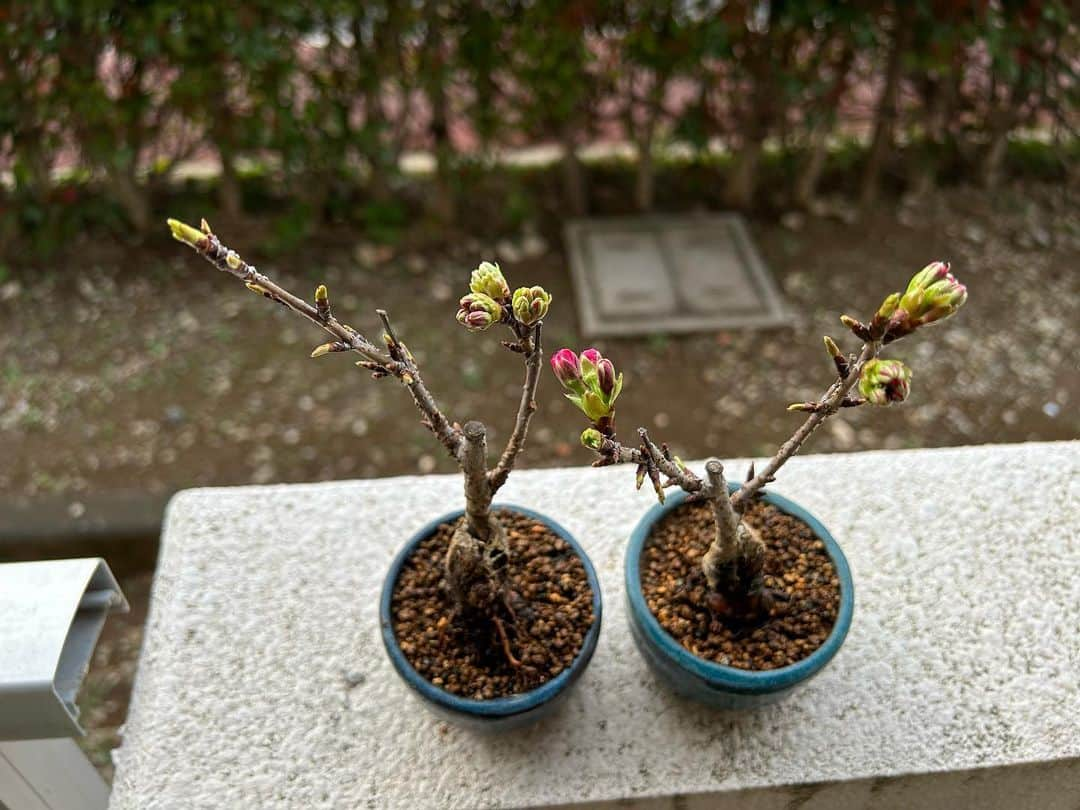 堀内貴司さんのインスタグラム写真 - (堀内貴司Instagram)「今朝の旭山桜 雨の影響も関係無し そろそろ開花するぞ感を毎日かまされてます 春を楽しんでおります #ミニ盆栽 #旭山桜 #盆栽初心者 #団地盆栽」3月14日 7時12分 - slamhoriuchi