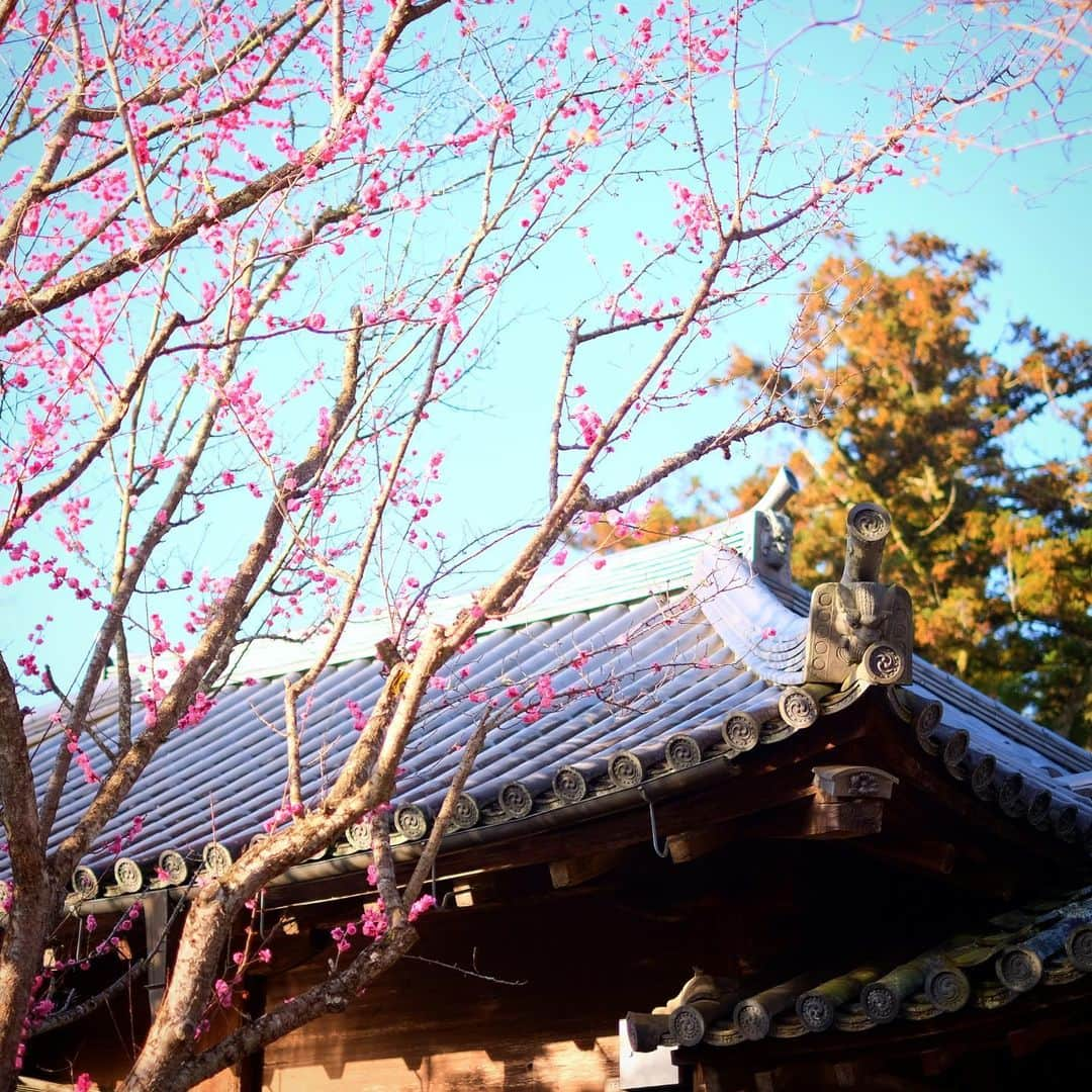 奈良 長谷寺 / nara hasederaさんのインスタグラム写真 - (奈良 長谷寺 / nara hasederaInstagram)「今年も#紀貫之 の#故郷の梅 が綺麗に咲いてます。#梅の香 山に満つ  It's a good time for #plum s.  #長谷寺 #奈良長谷寺 #総本山長谷寺 #花の御寺 #奈良 #hasedera #hasederatemple #temple #japan #japanesetraditional #pilgrimage #nara #tourism #sightseeing #japanesetemple #西国 #西国三十三所 #霊場 #巡礼 #四寺巡礼 #長谷寺が好き #寺院スタグラム」3月14日 7時44分 - hase_dera