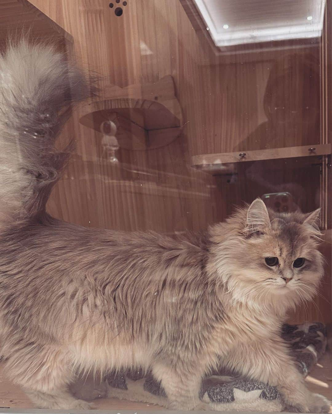 アンナ・ケイさんのインスタグラム写真 - (アンナ・ケイInstagram)「How many cats？#🐈 #cat」3月14日 7時49分 - annakay_47