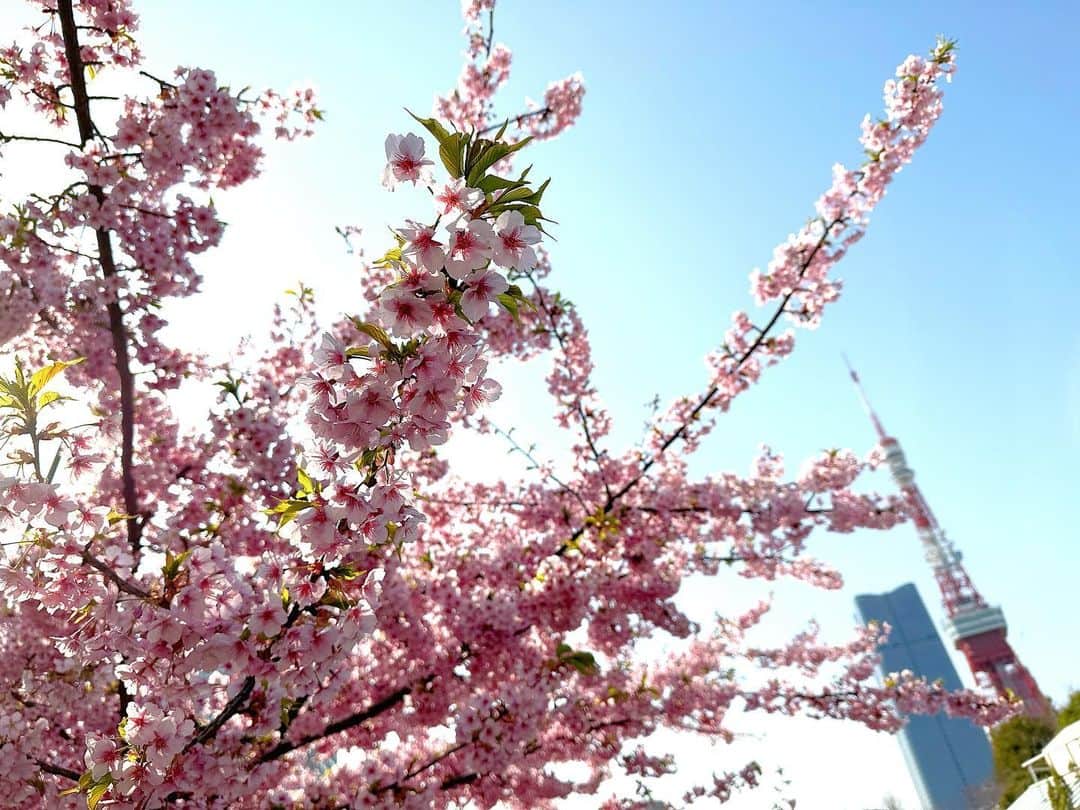 繁田美貴さんのインスタグラム写真 - (繁田美貴Instagram)「*＊ 東京で桜開花しましたね！早い！！ ここ数週間、 ソメイヨシノより少し早く咲く桜が テレビに映し出される度に、 それはそれは嬉しそうに 「はるだ〜♪」と言ってきた娘。 「“はな”だ」じゃなくて「“はる”だ」なのねと 言葉選びになんだかホッコリ。 これからますますあちこちで春を感じられるから 一緒にいっぱい探しに行かなくっちゃ☺️ #娘ぱんだ日々成長中 #3歳 #育児日記 #桜 #春ですね #🌸」3月14日 19時02分 - handa_miki