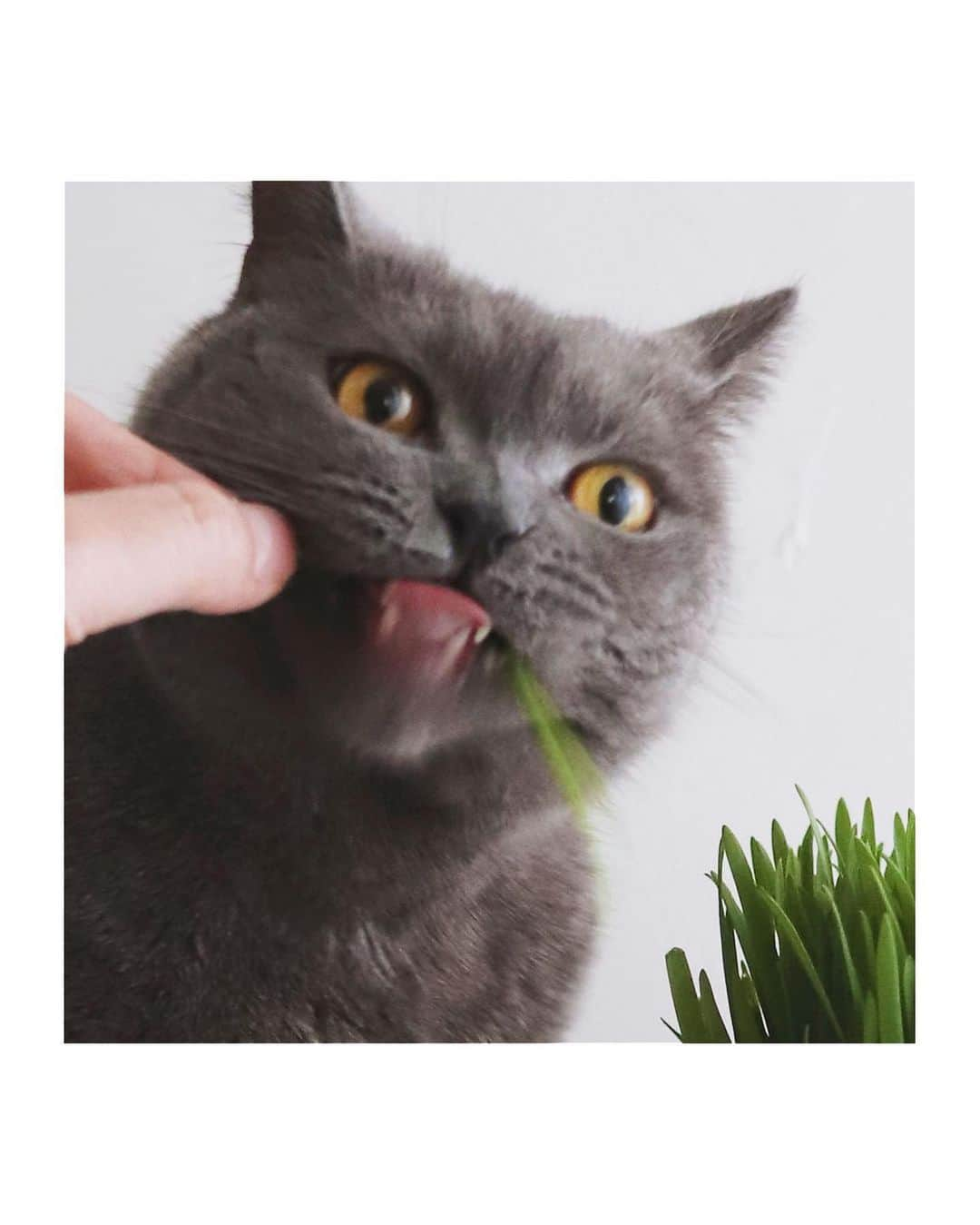 樋口正樹さんのインスタグラム写真 - (樋口正樹Instagram)「Cat Grass 🐈‍⬛ . 猫草を食べているボナさん。 毛の生え変わり時期のため とってもグルグルしながら モリモリ猫草を食べますが、 食べ方がヘタなんですよね。 それがかわいくて仕方ない🤗 . ちなみに食べる前の姿勢は 猫草よりシャッキとしてる。 . . . #みどりの日 #猫草 #猫くさ #ネコ草 #猫草大好き #ブリショ #CatGrass #BritishShorthair」3月14日 19時04分 - higuccini